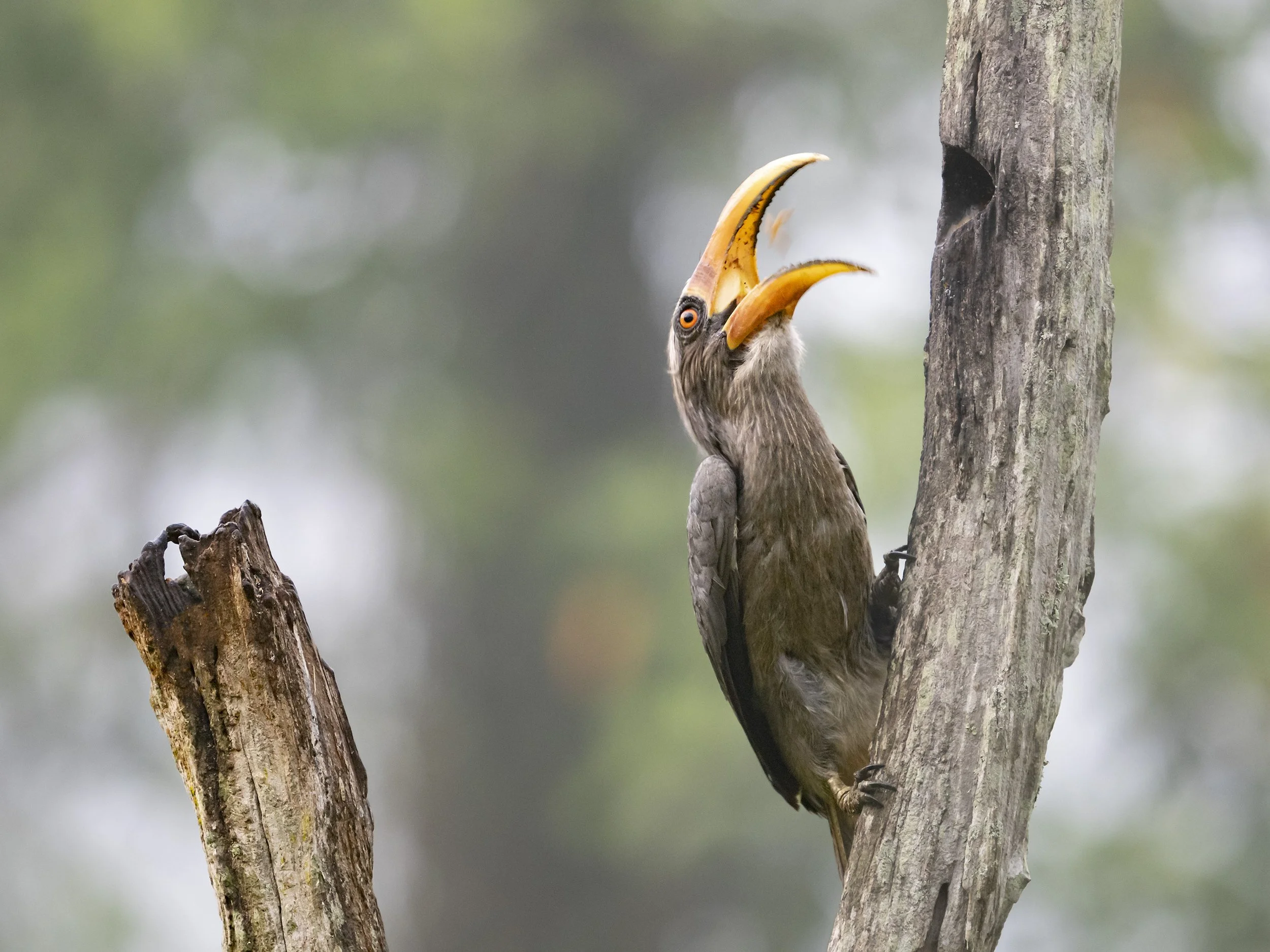 Malabar Grey Hornbill, Western Ghats.