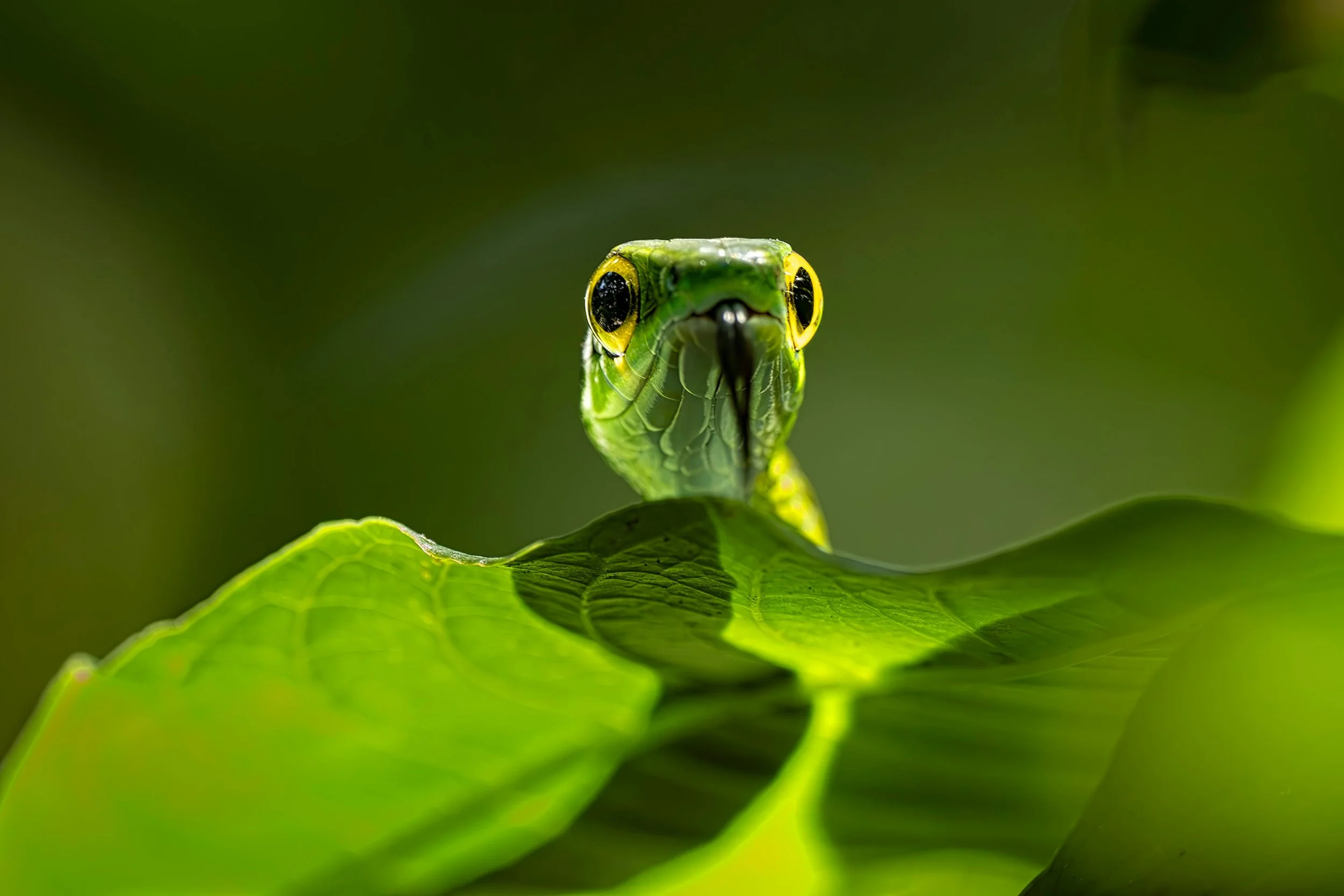 Cope's parrot snake (Leptophis depressirostris), Guápiles, Costa Rica. 