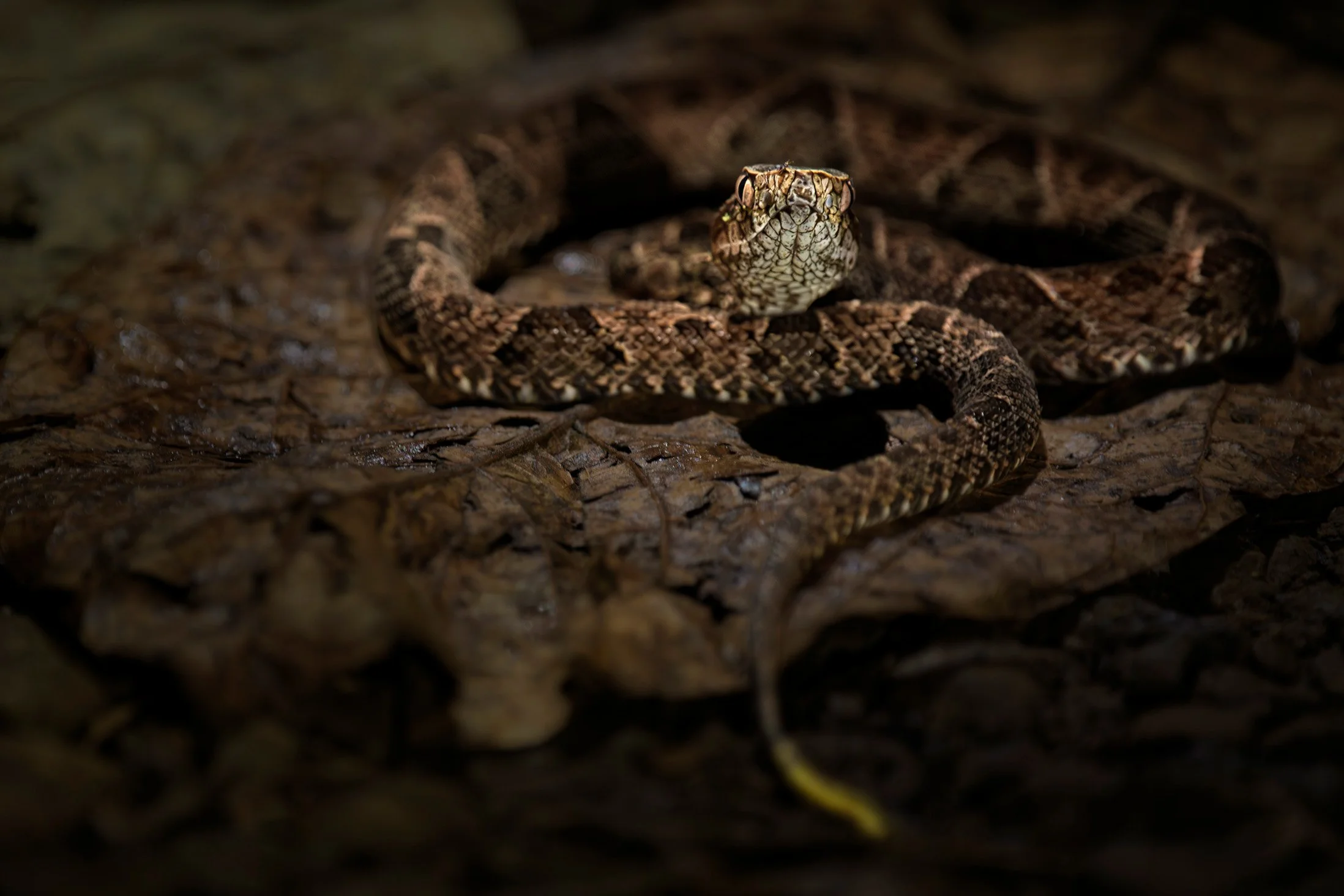 Fer-de-lance (Bothrops asper) male, Braulio Carrillo National Park, Costa RIca.