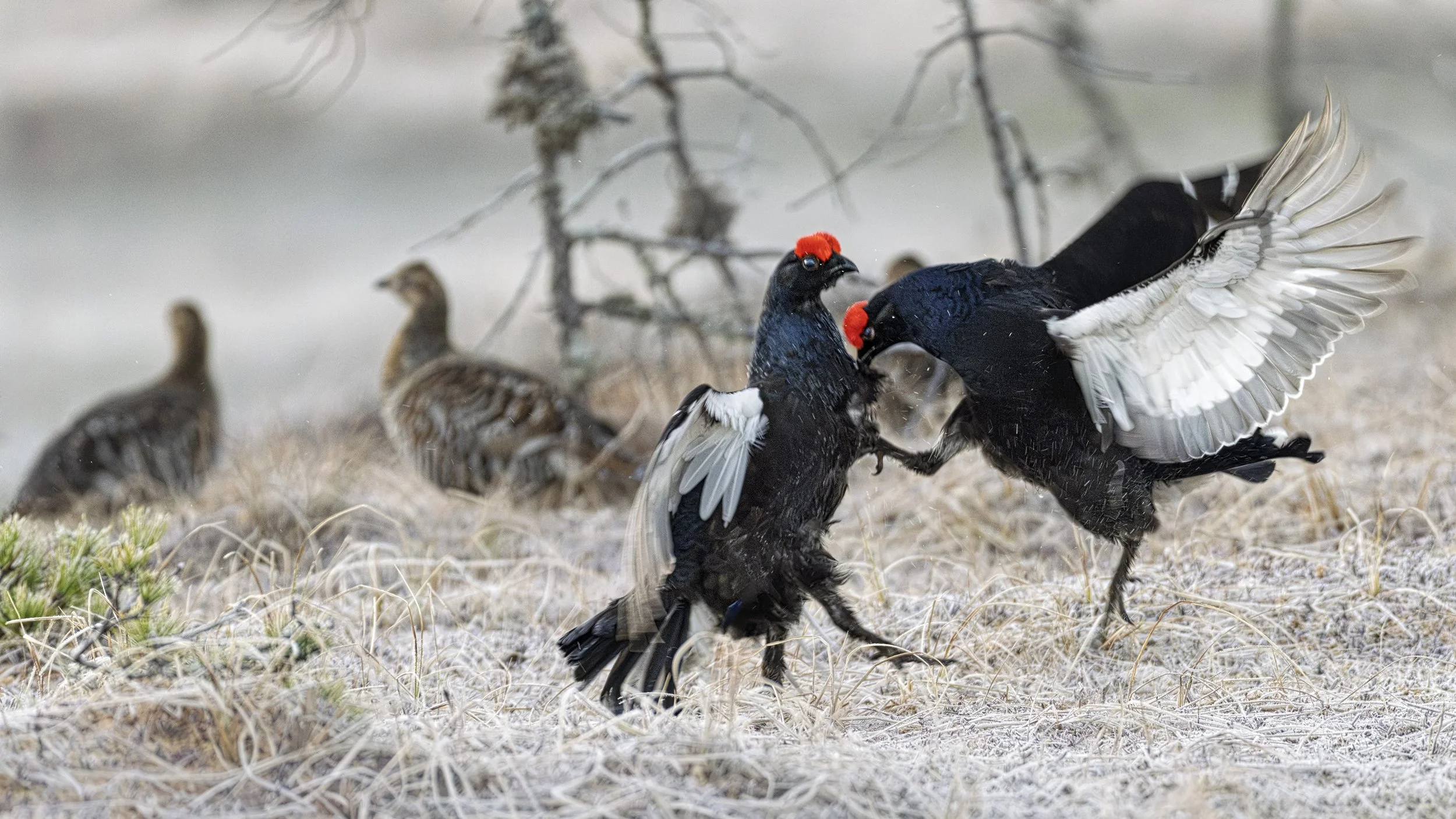 2026-04-22. More than 20 male black grouse are displaying. Fights are breaking out left and right. A study in hierarchical structures. A few dominant males chase everyone off, trying their maximum to show off and assert control. Others display more c