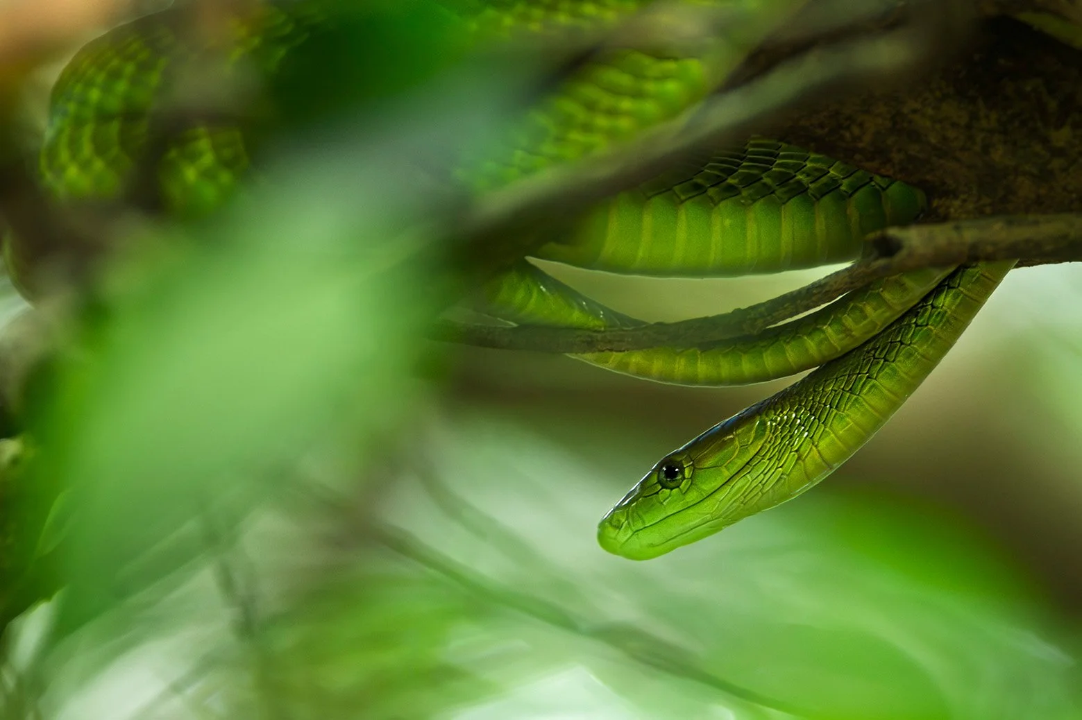Eastern Green Mamba, Tanzania