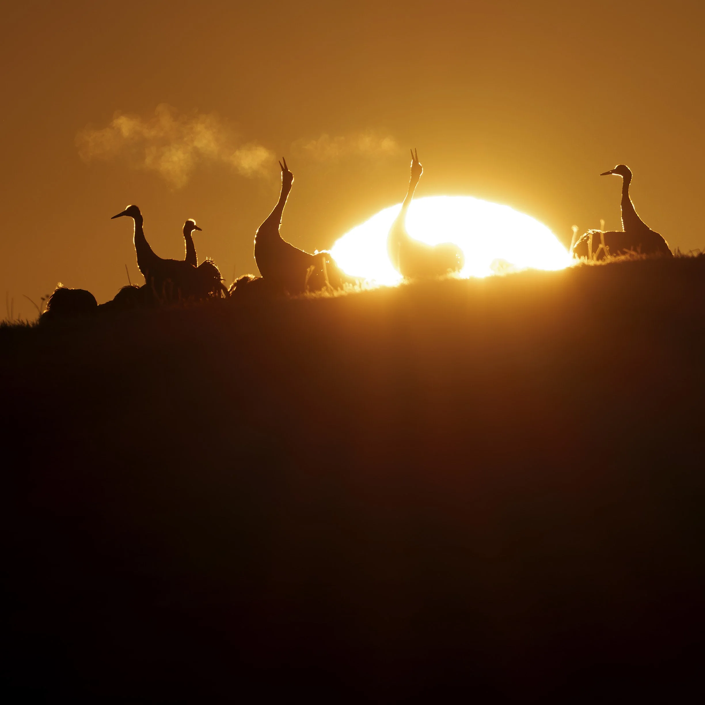 2026-04-03. Wishing you a peaceful and gentle Easter, filled with warmth, renewal, and quiet hope.
As spring slowly awakens, may the sights and sounds of nature - like the return of the common crane to Lake Hornborgasjön -bring a sense of calm joy, a