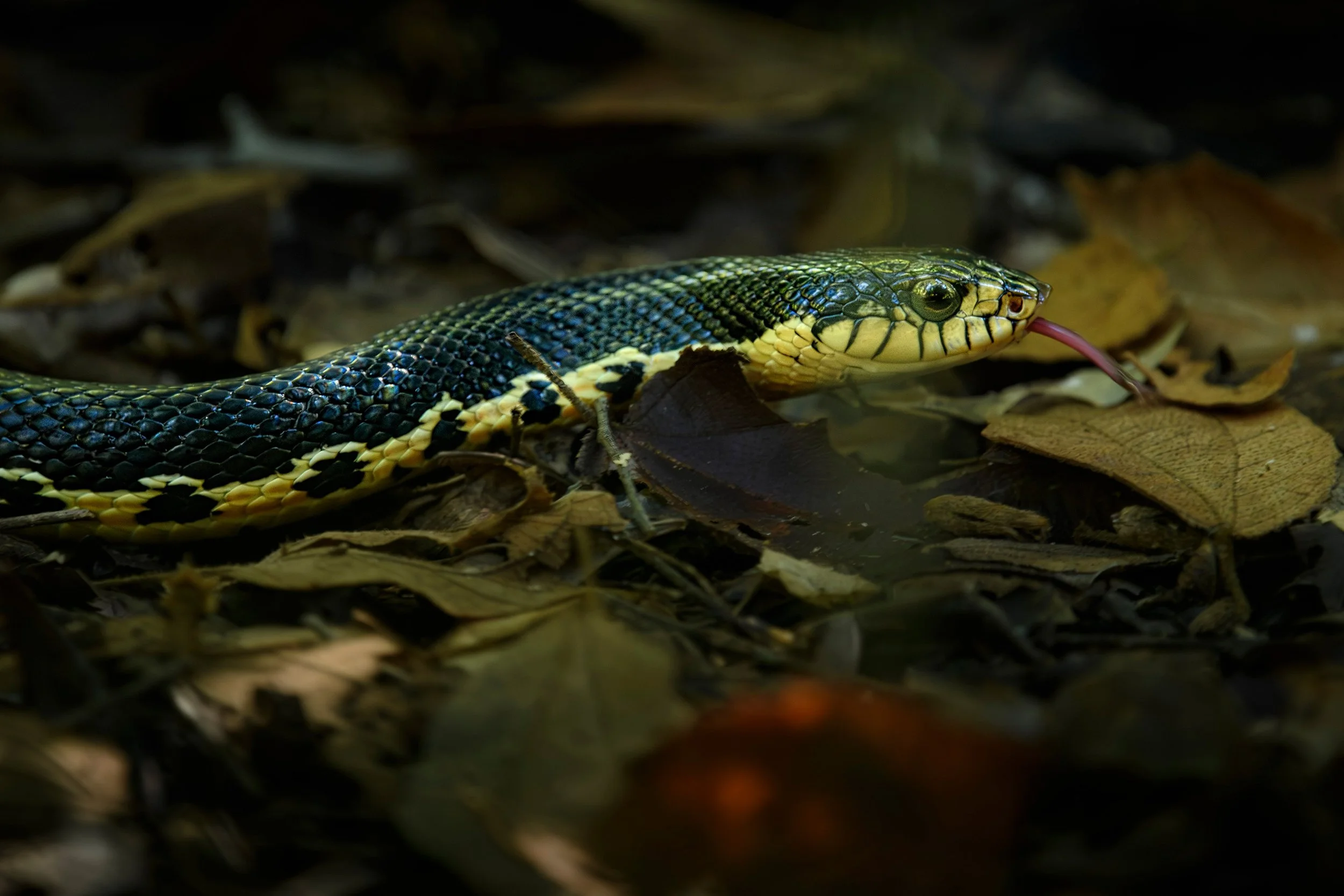 Giant Madagascan hognose snake (Leioheterodon madagascariensis), Kirindy Forest, Madagascar.