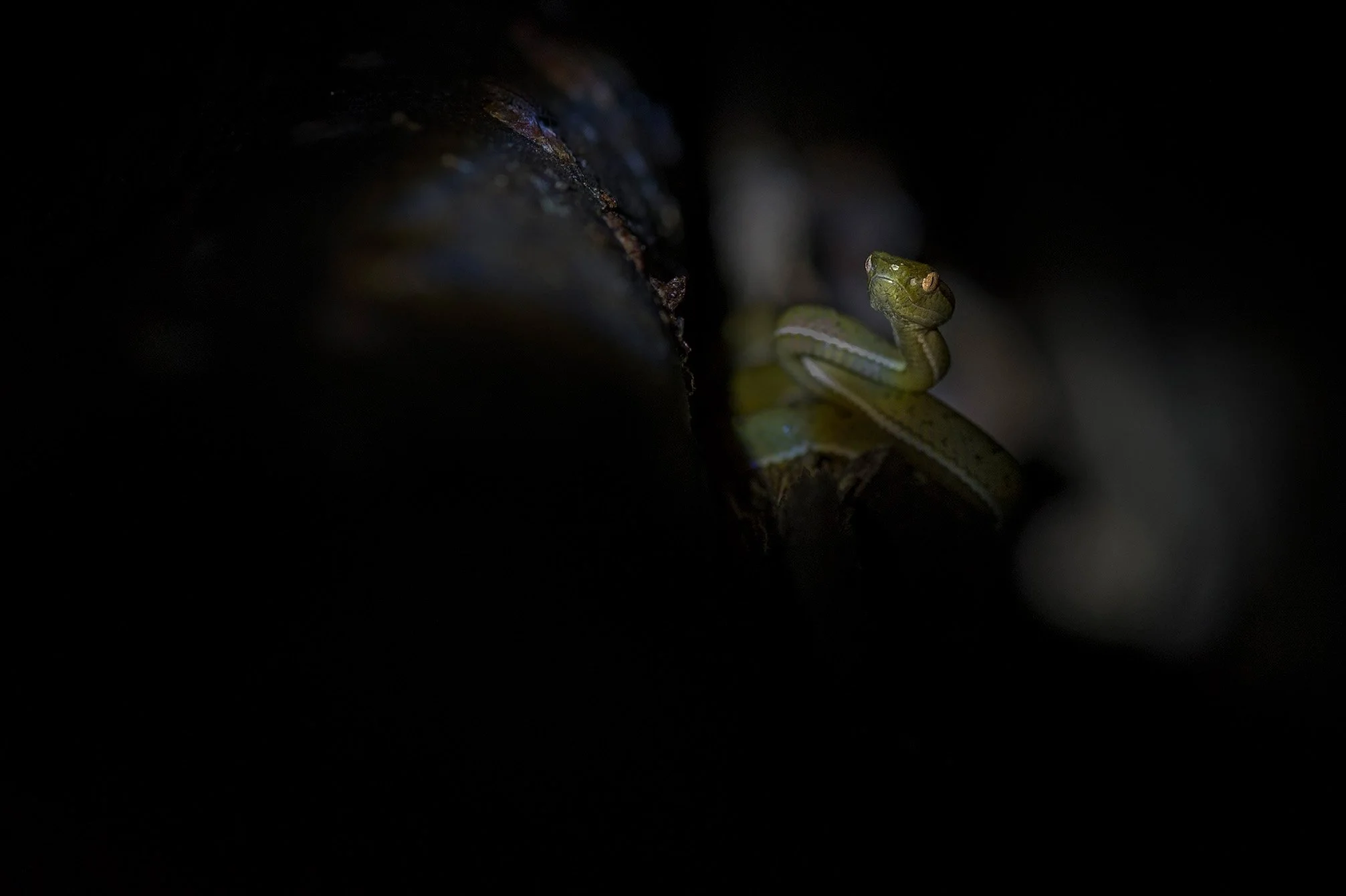 Side-striped palm pit viper (Bothriechis lateralis), Monteverde, Costa Rica.