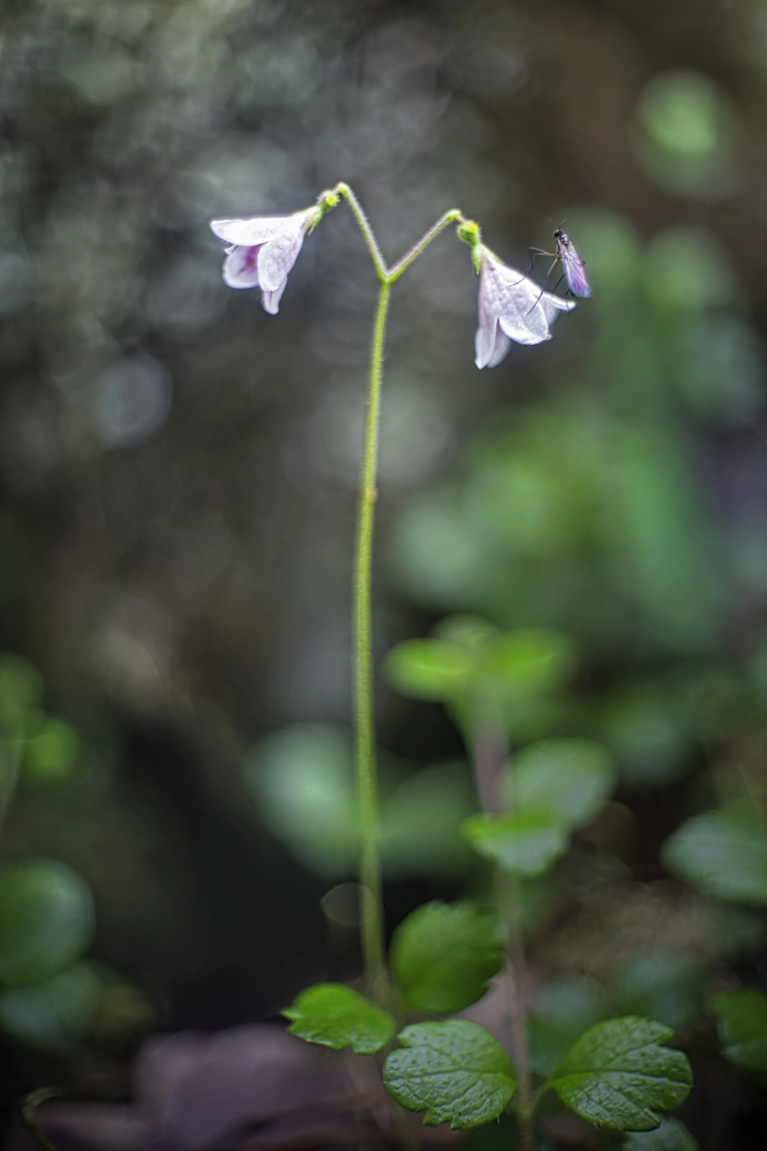 2026-06-27. Carl von Linné was honoured with his own little flower in the twinflower (Linnaea borealis, Linnea in Swedish) – modest, fragrant, and almost poetic as it grows among the mosses of the northern forests. Herb Robert (Geranium robertianum, 