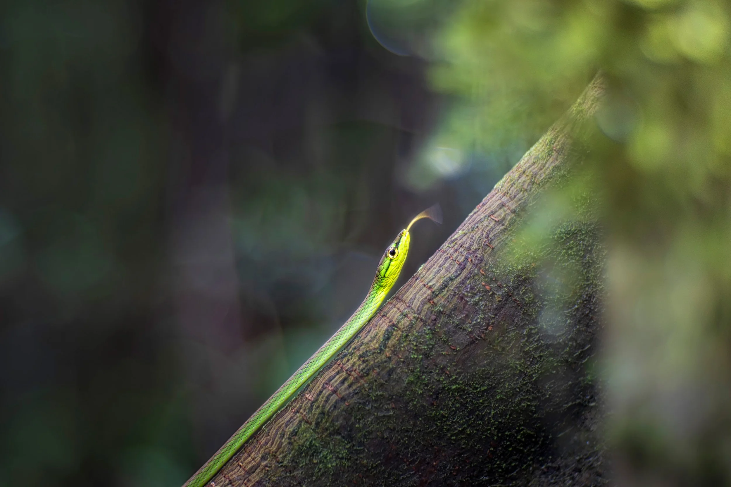 Western Parrot-snake (Leptophis occidentalis), Volcan Tenorio, Costa Rica. Vintage lens.