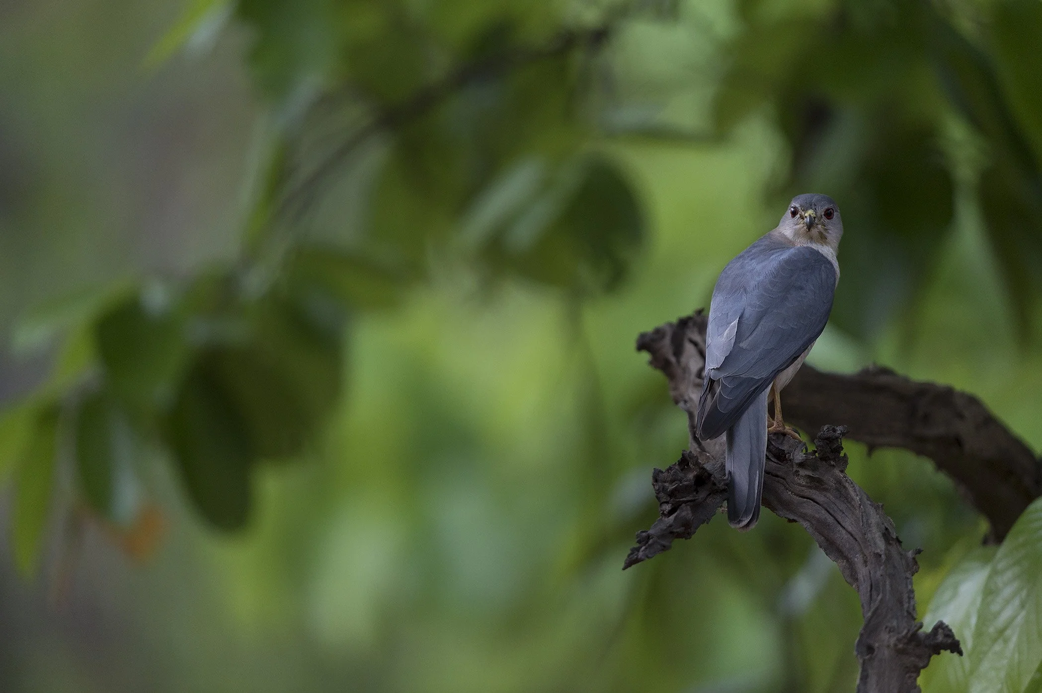 Shikra,  Bandhavgarh NP.