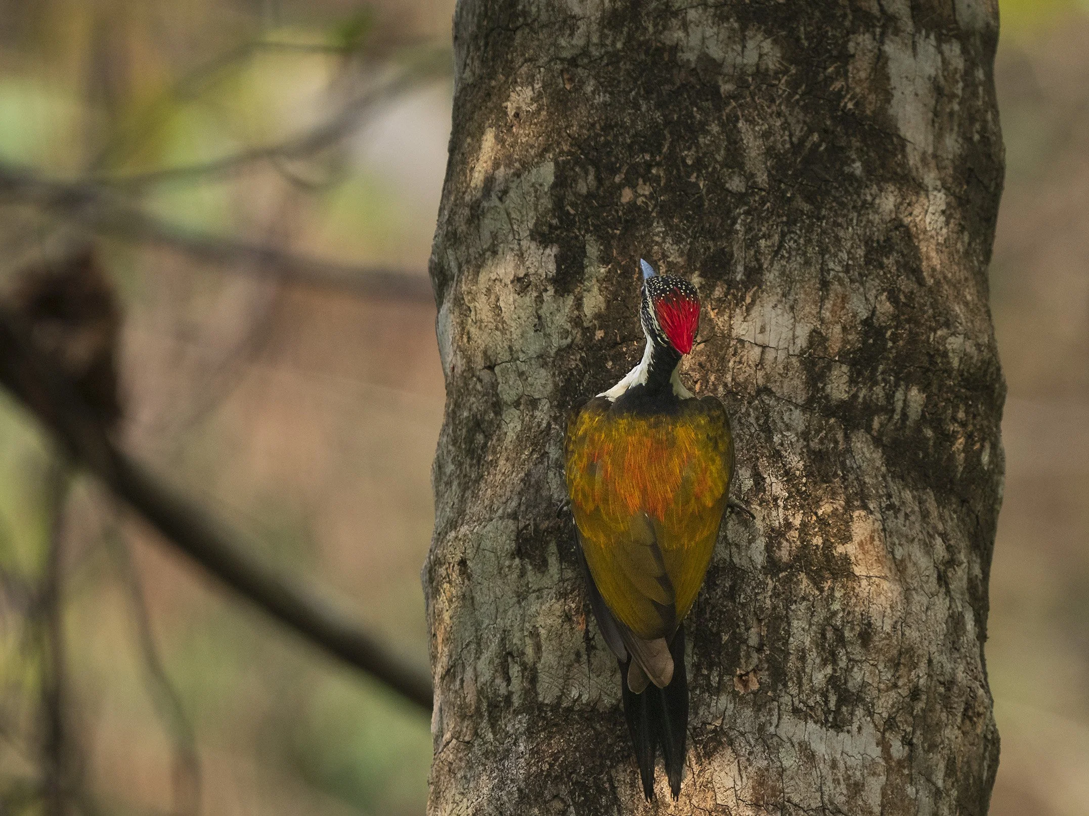 Lesser Goldenback. Thattekad reserve..