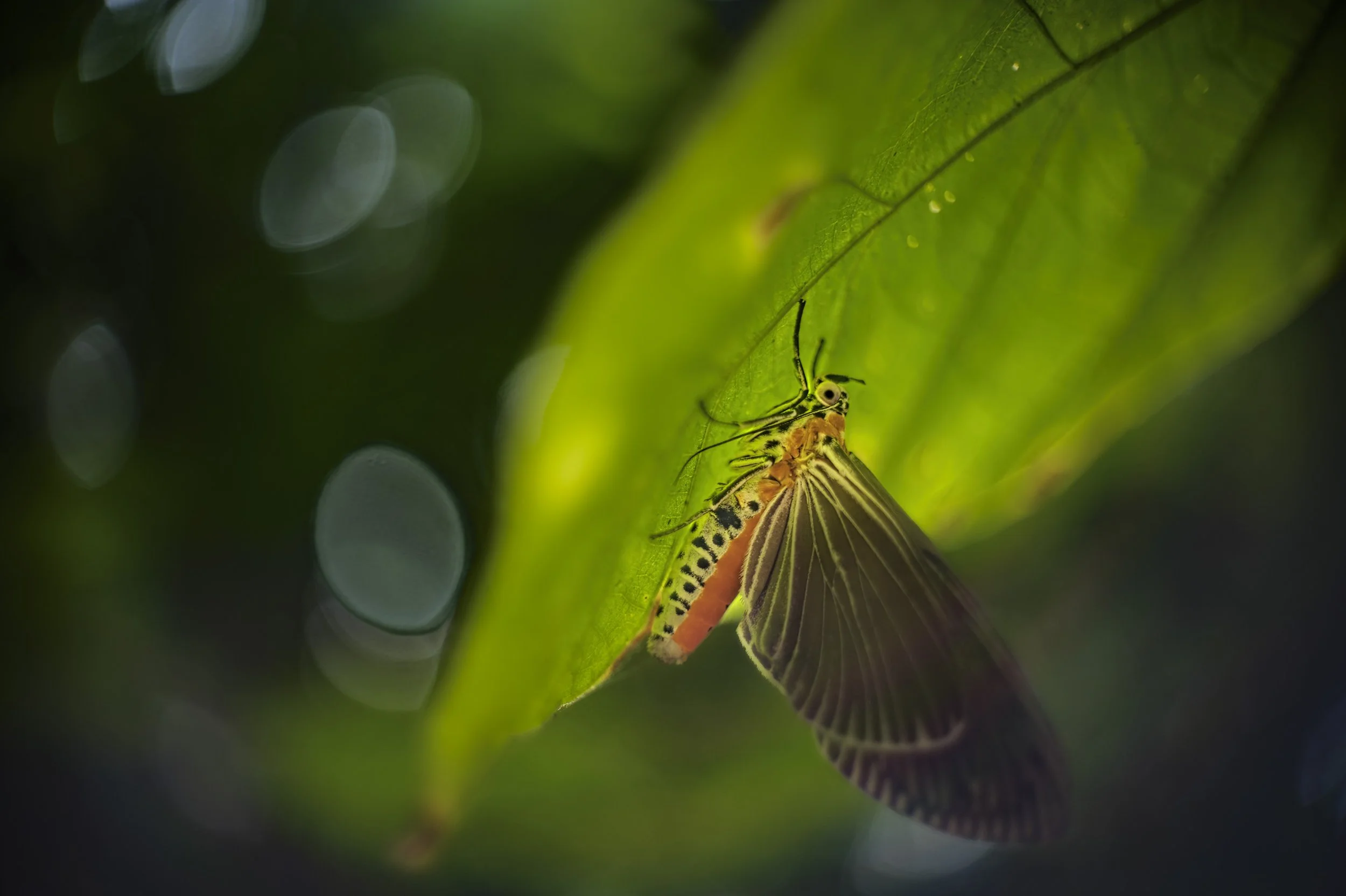 _1219401 DalSupSix.jpg