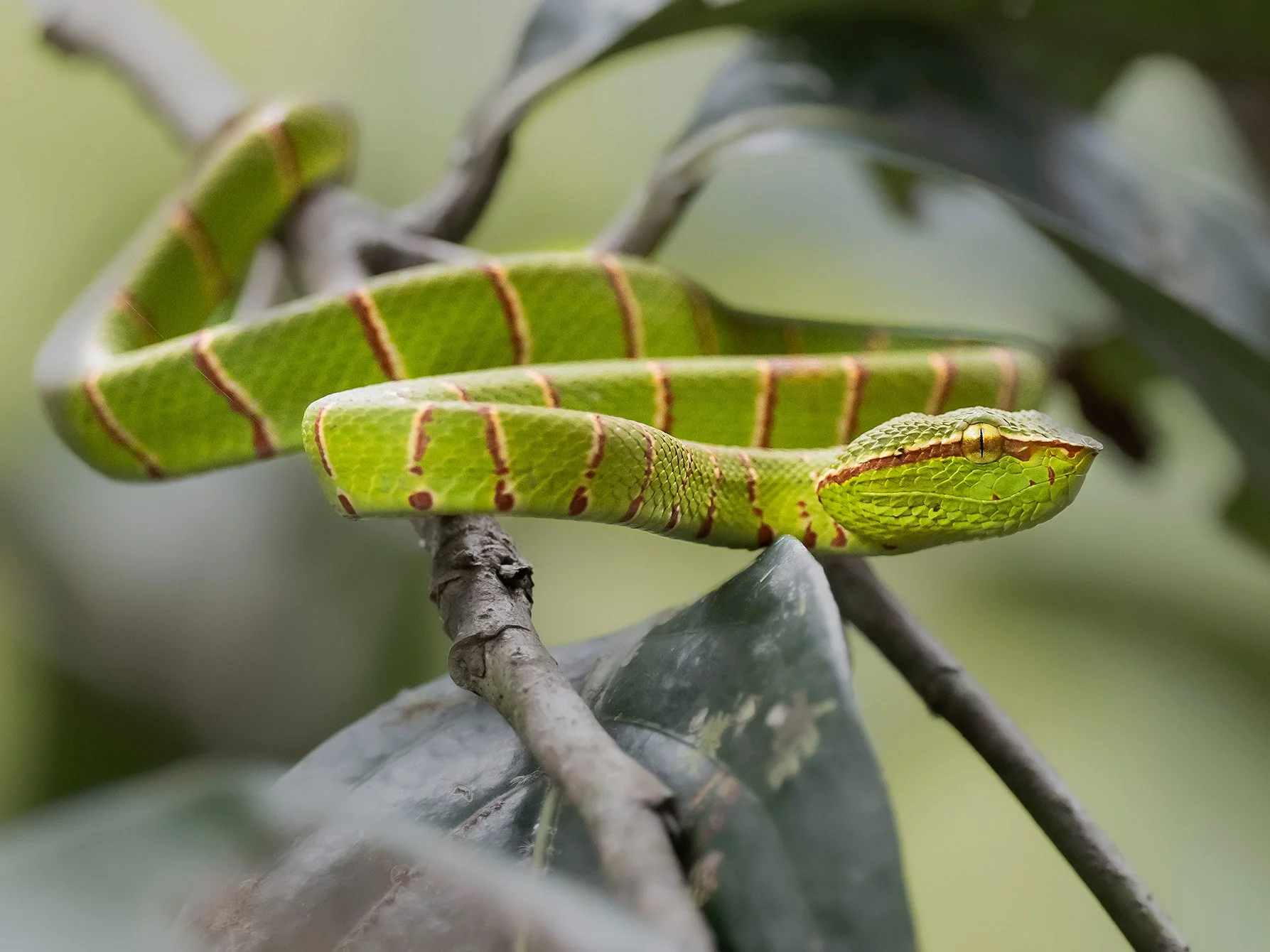 Bornean keeled pit viper (Tropidolaemus subannulatus). Sepilok, Borneo.