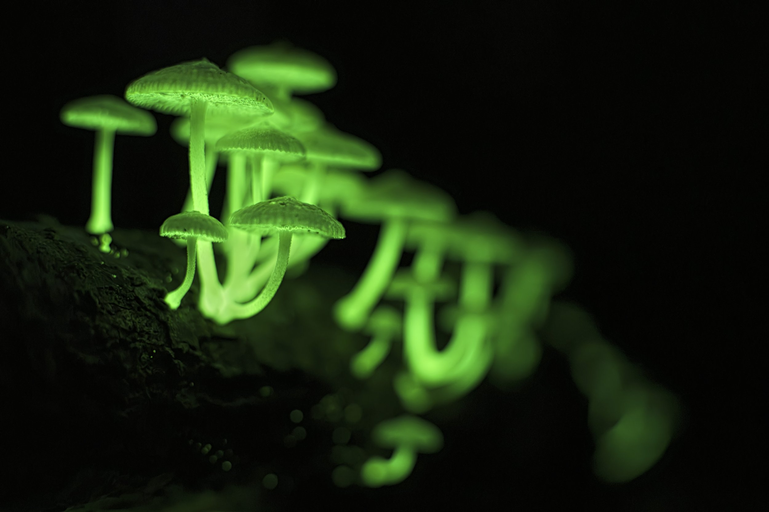 2026-08-03. In the rainforest, even the darkness has its own light.
On the forest floor, where fallen giant trees slowly return to new components in the wheel of life, small bioluminescent fungi emerge like forgotten stars. Their faint green glow is 