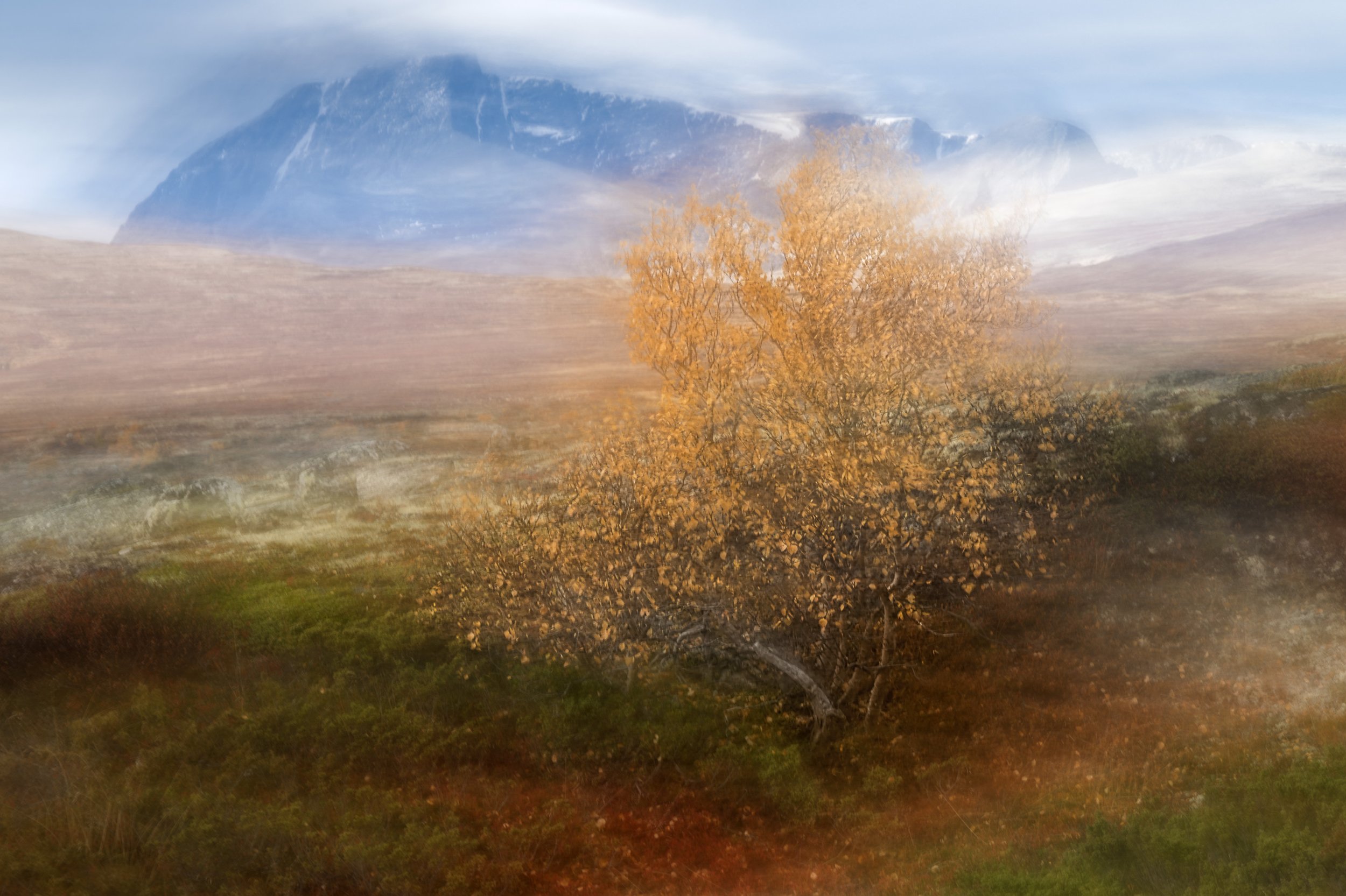 2026-10-07. When I left Norway and the Dovrefjell mountains, autumn was at its most intense. The mountain birches glowed in gold and yellow, while the first night frosts had already begun to spread a thin white veil across the ground. A brief, intens
