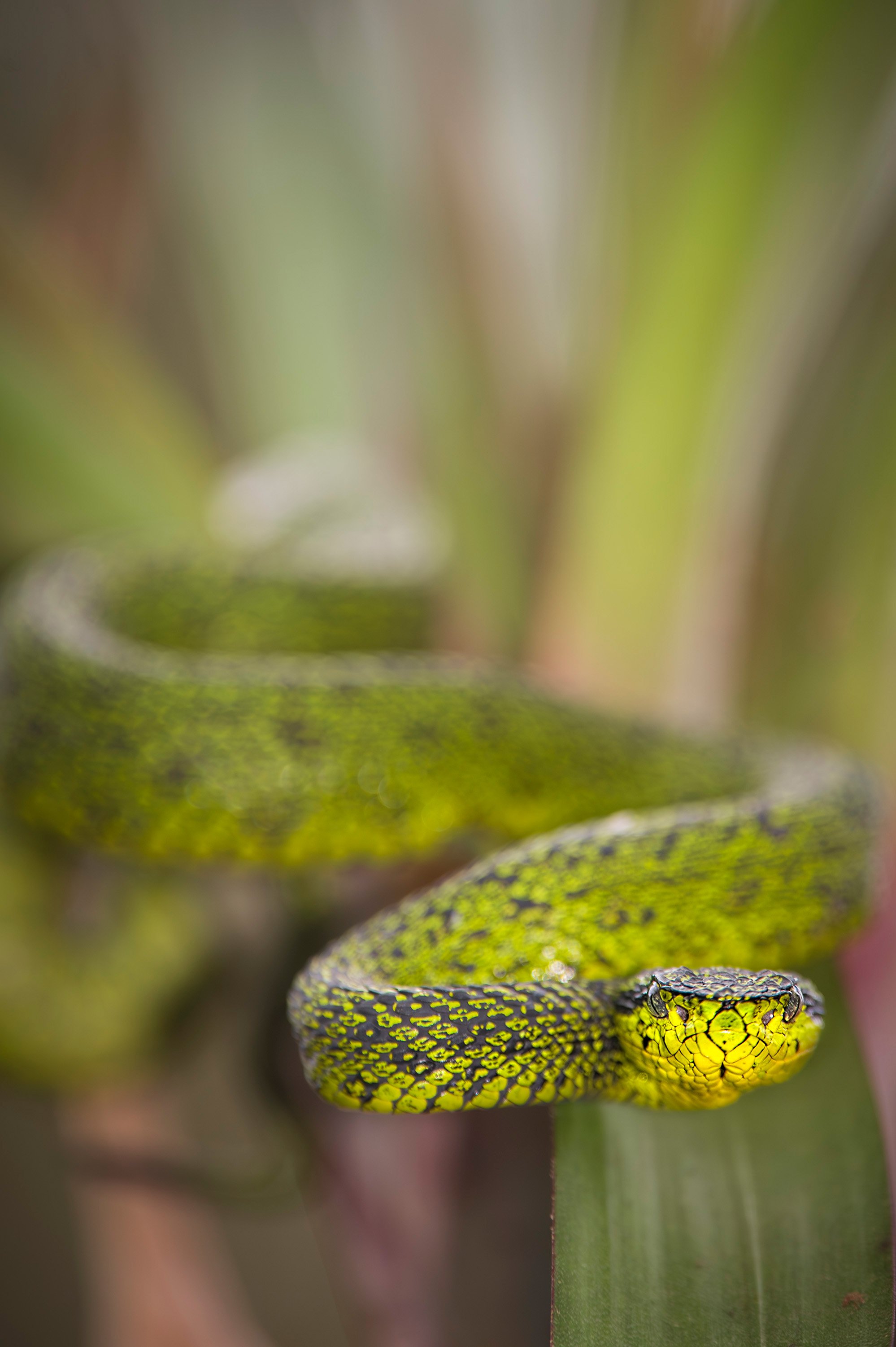 Talamanca palm pit viper (Bothriechis nubestris). Cerro de la Muerte, Costa Rica.