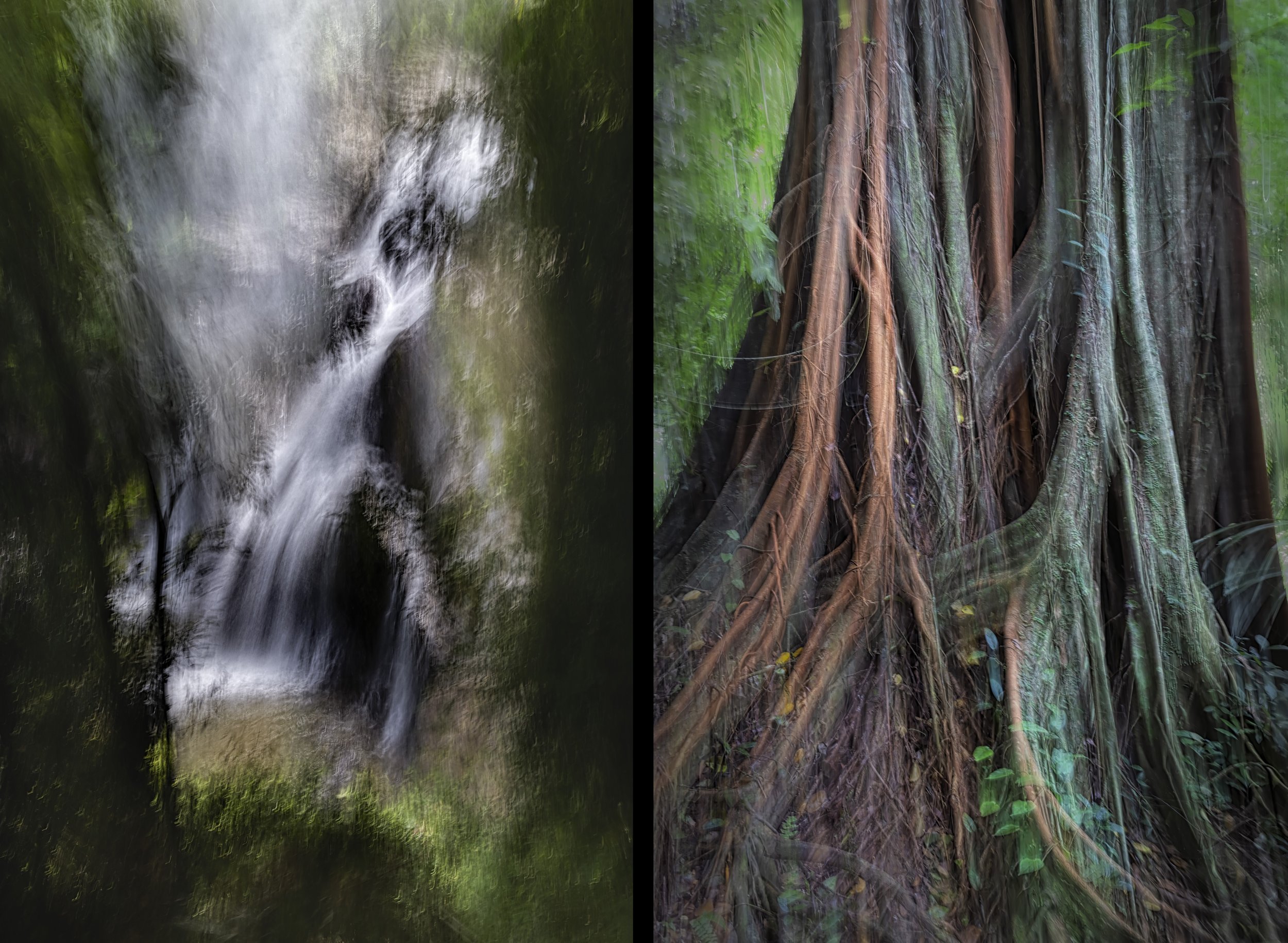 2026-02-15. Thai forest days are over. We are out of three national parks, and I'm preparing for Vietnam. Though searching for animals, birds, reptiles, amphibians, and insects, it's the forest itself that captivates me. I am fascinated by tropical h