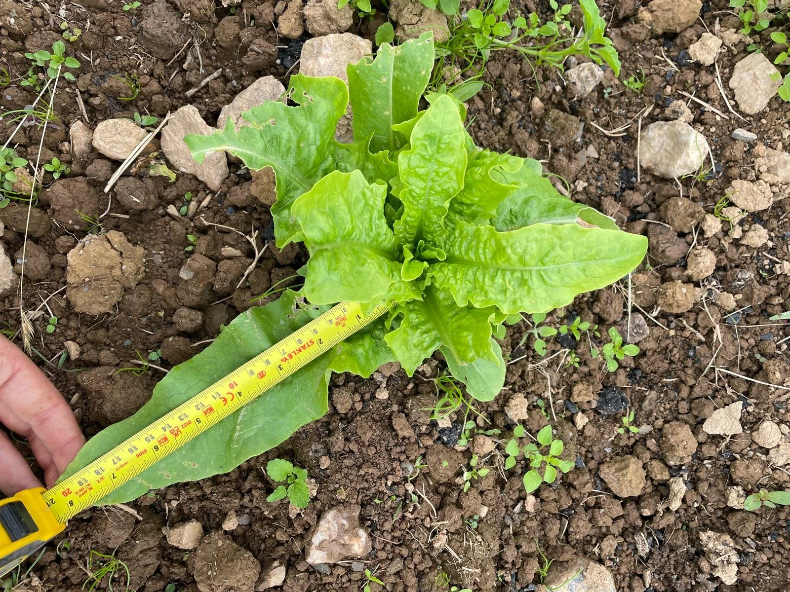 Biochar in the Field: What We Learned from Real Farm Trials in Cornwall