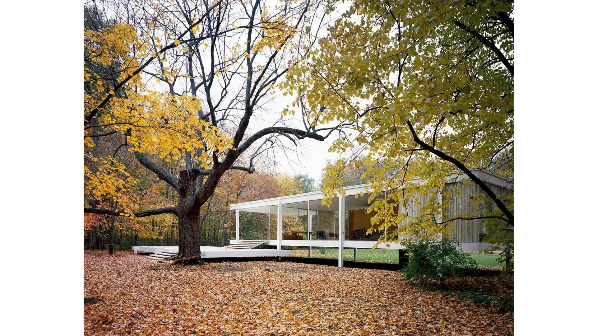 A modern white house with a screened porch is set in a forest with trees shedding autumn leaves in shades of yellow, orange, and brown.