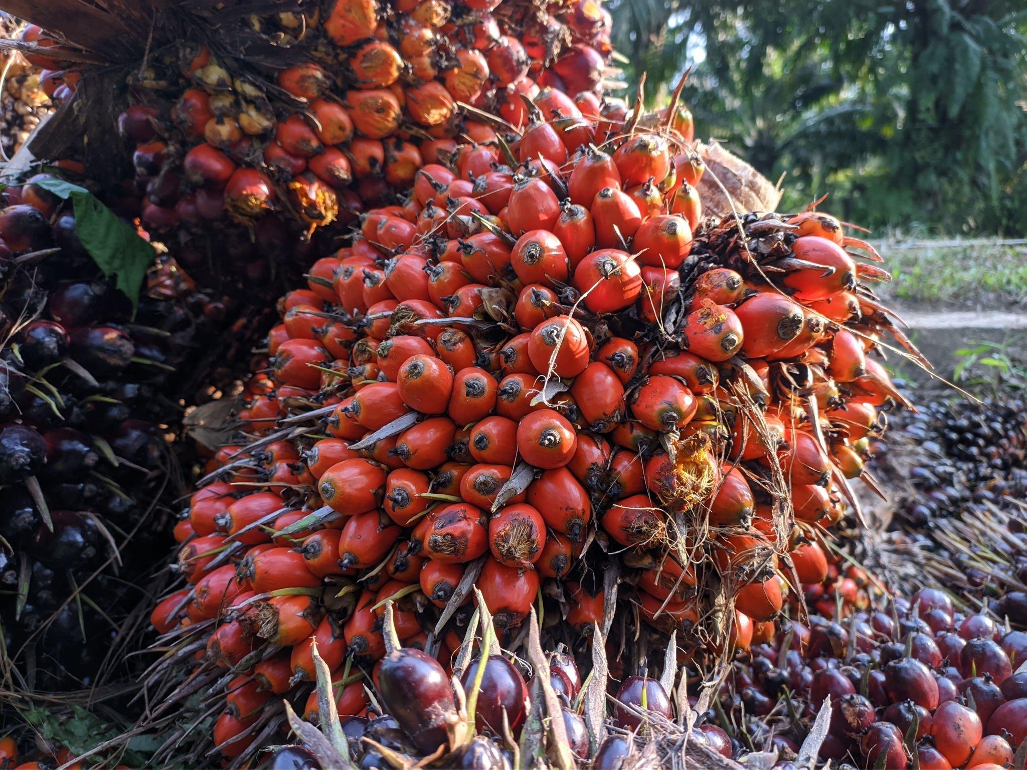 Is Palm Oil Bad in Soap? Here’s Our Take