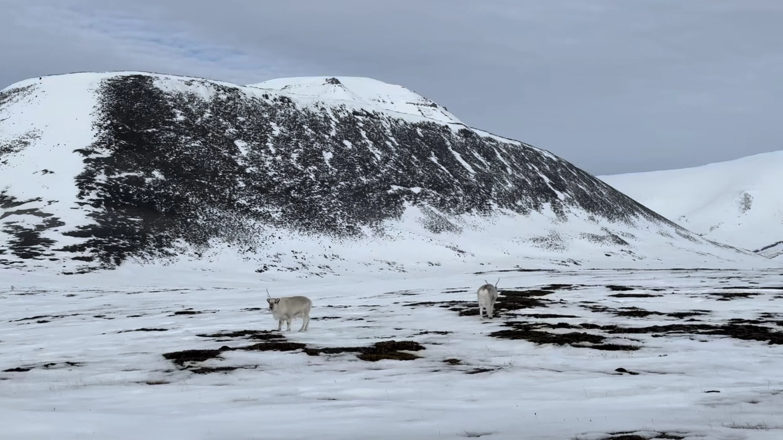 svalbard playback bilde.jpg
