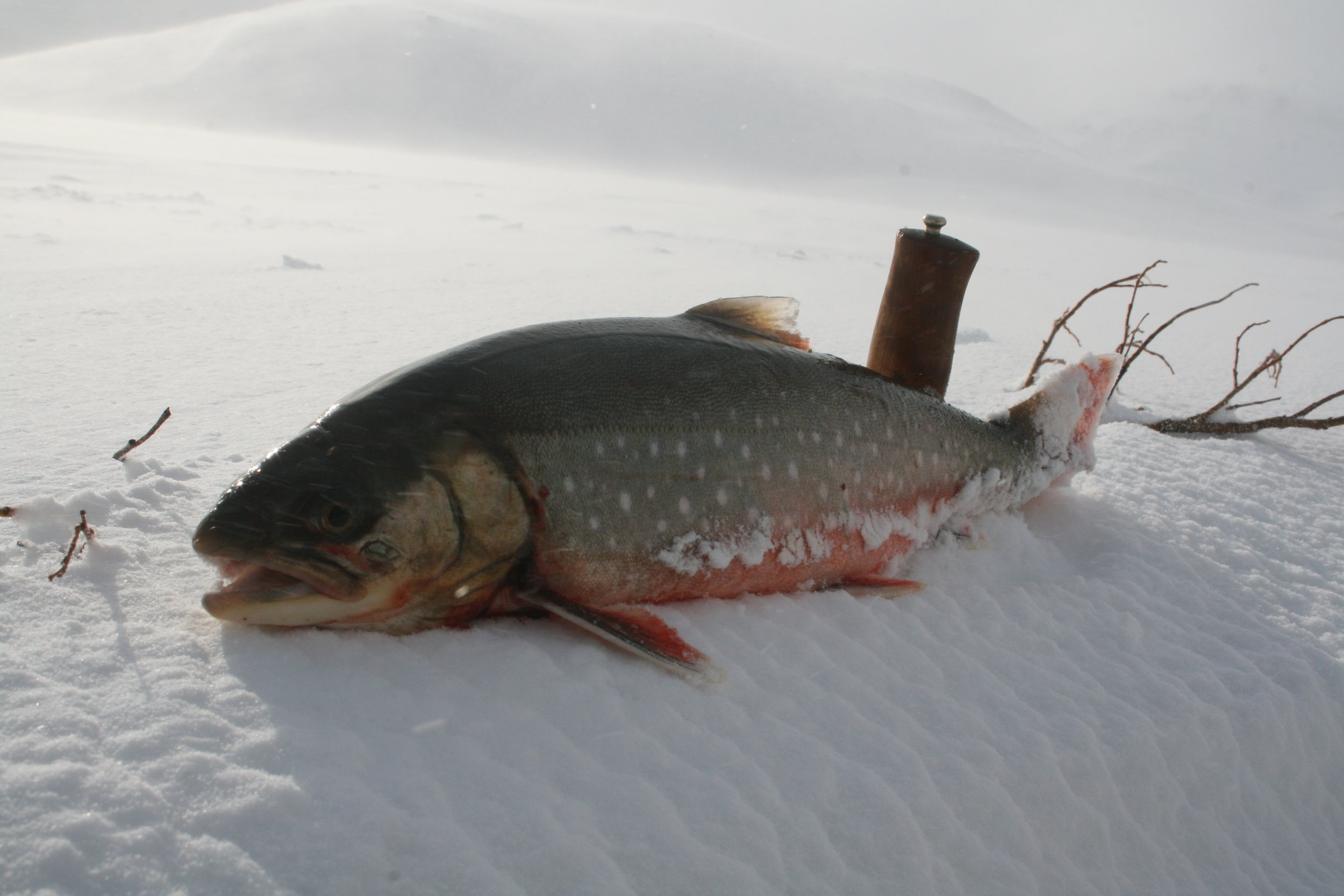 2020-04-07 16.02.33.jpg