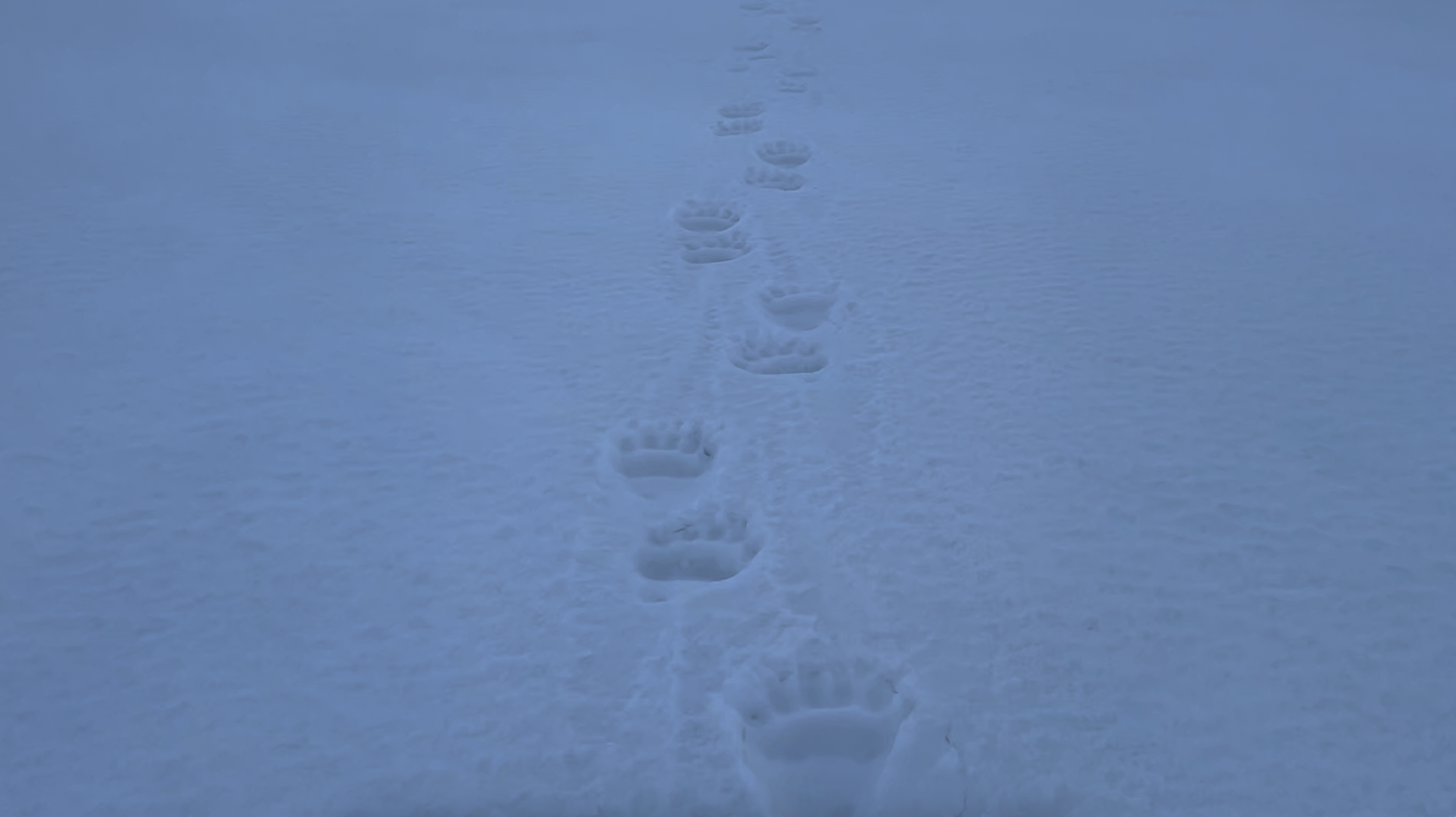 svalbard.png