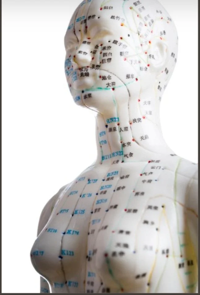 Modèle anatomique de l'acupuncture avec méridiens et points, écritures chinoises et occidentales visibles.