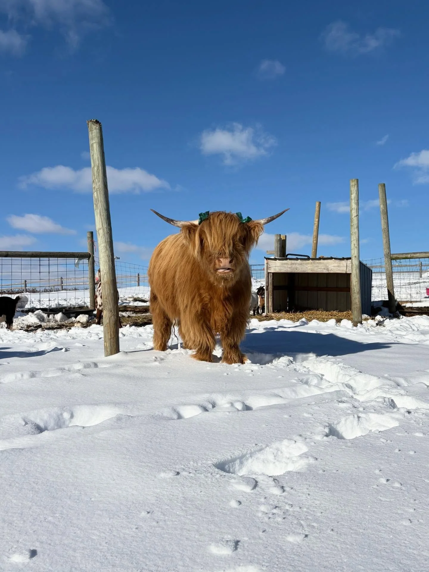 ❄️ ⛄️ Reba heard your kids have a snow day today! She says to put on your snowsuits and come make her a snowman on the farm!! 

Pizza, Mac n cheese, sandwiches, burgers, shakes, donuts and sooo much more for lunch! 🍕 

It&rsquo;s also Trivia night! 