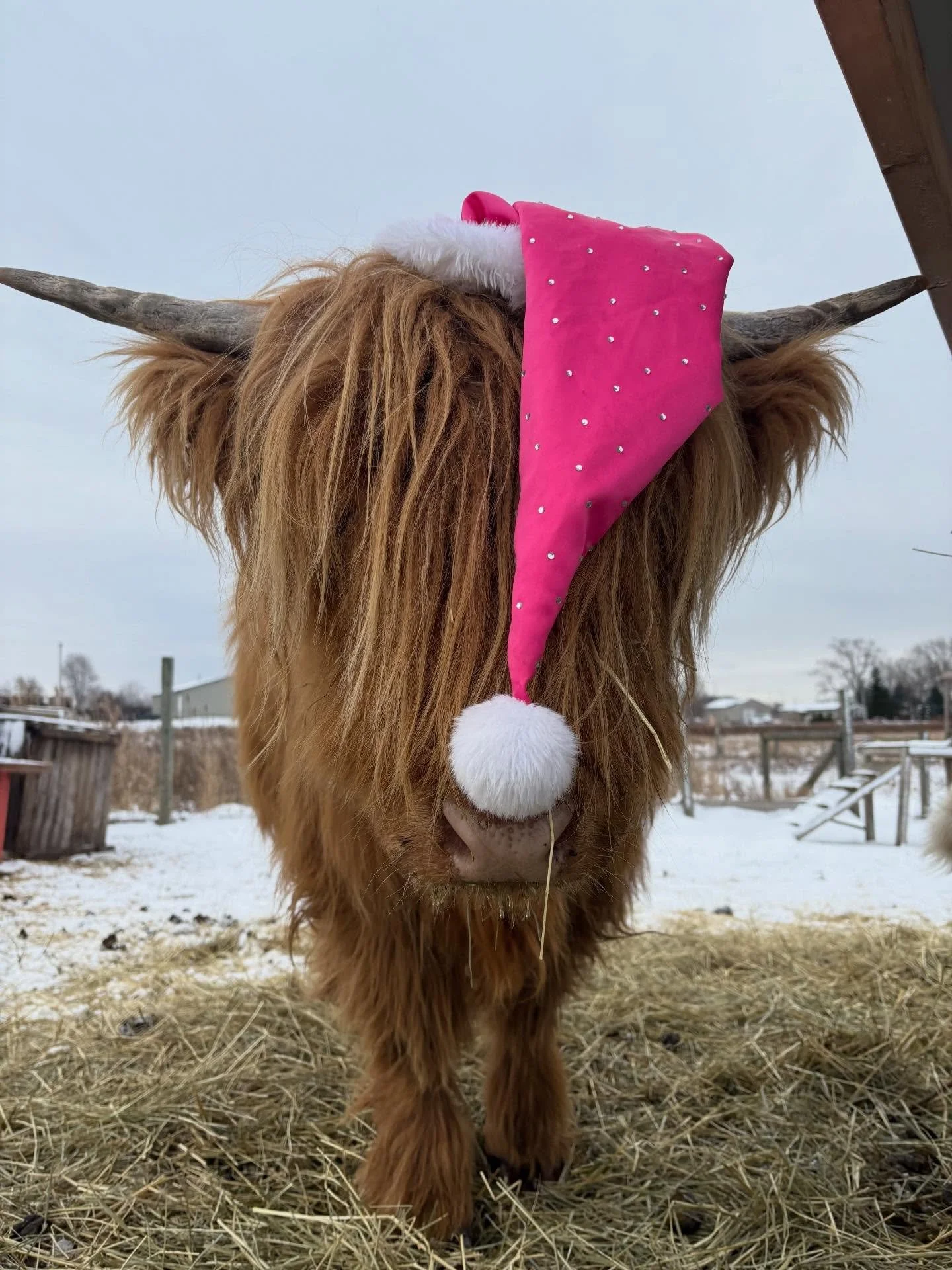 🚨 OUR LAST DAY OF 2025! Open until 5pm! Live music 1-4pm today! 15% off everything in the barn! Closed until February! See you in 2026!

Santa is here today! 🎅🏼