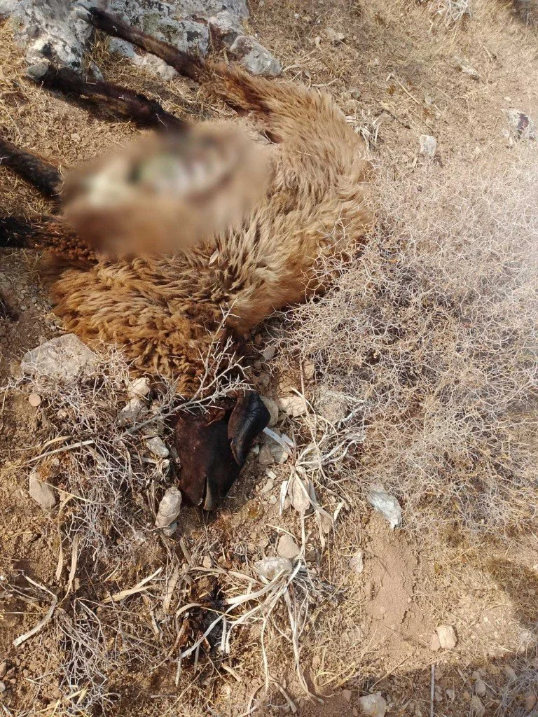One of the photos sent by the farmer of a goat that settlers mutilated. PHOTO: Anonymous