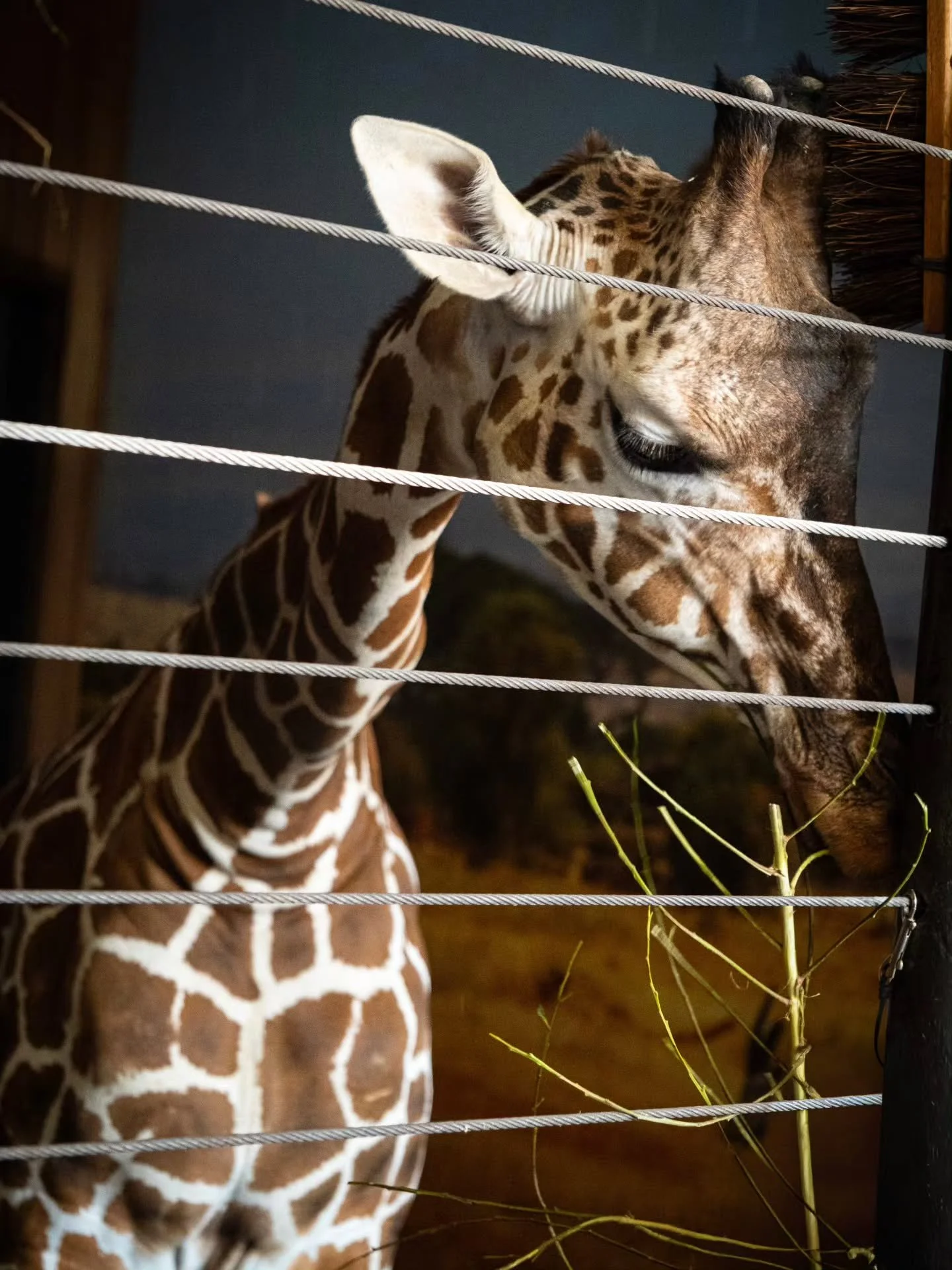 A study in brown.

#fujixt5 #tamron #photography