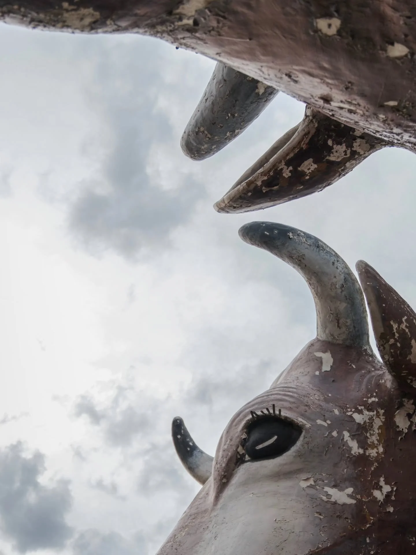 Moo

#fujixt5 + #tamron #photography