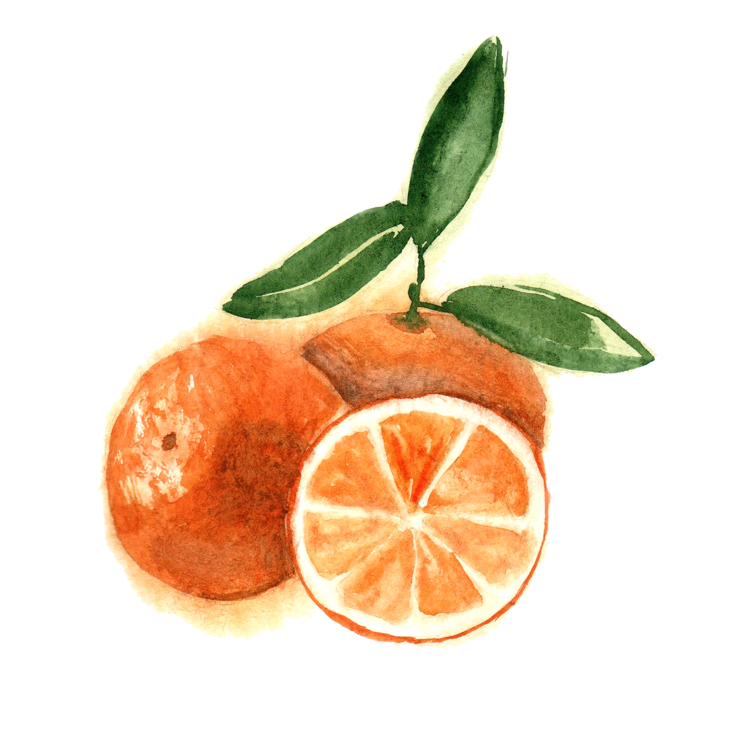 CMorangeWatercolor.png
