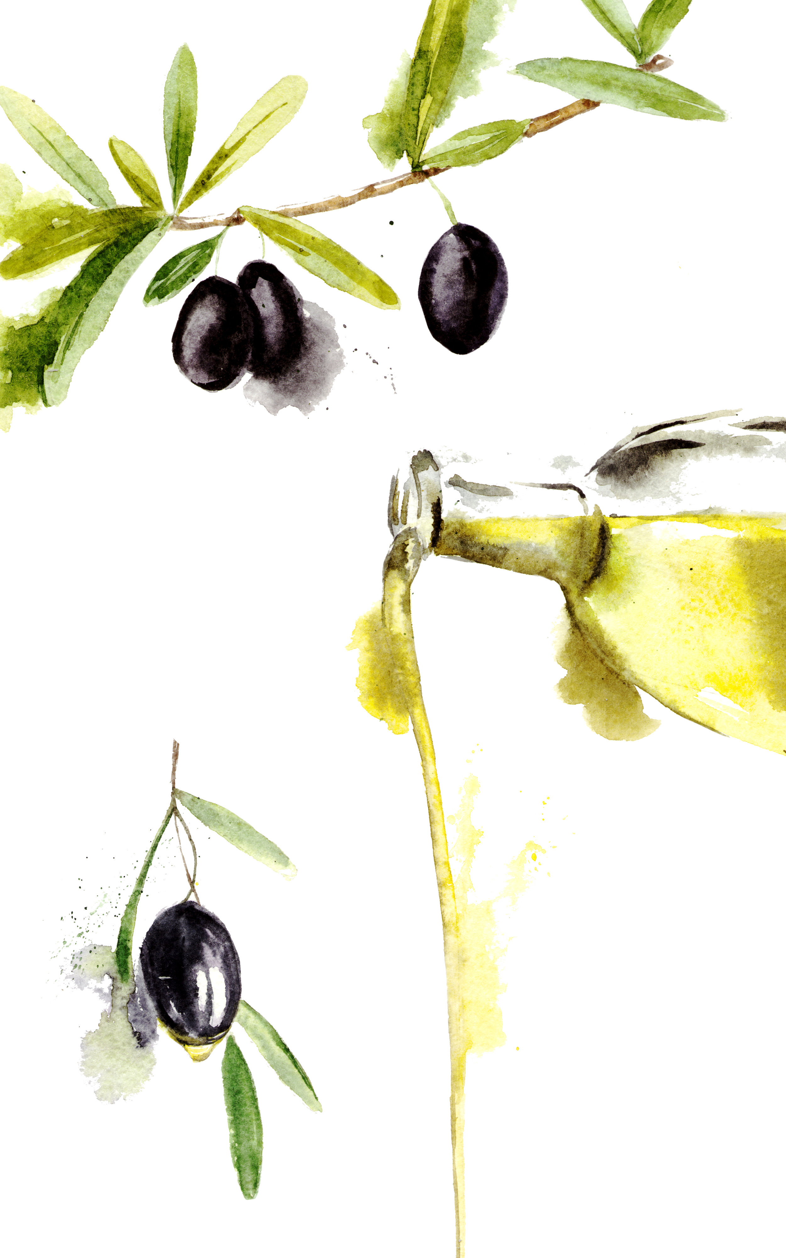 CMoliveoilWatercolor.png