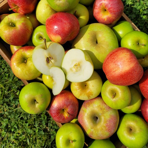 apple 2.jpg