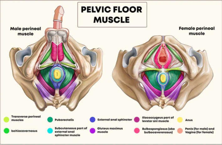 Exploring the Pelvic Floor with Hopp Therapy