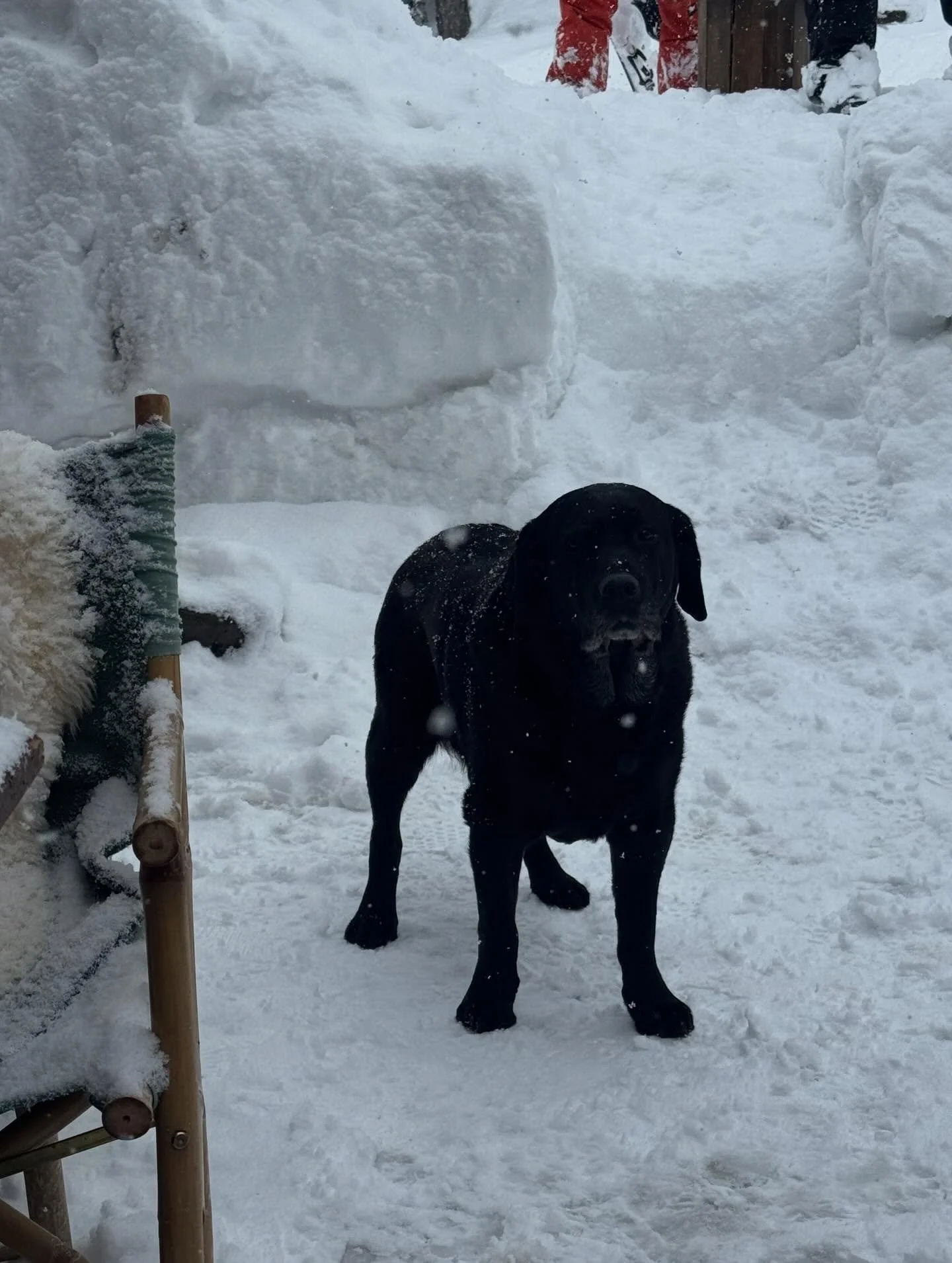Fueling up in the heart of the Italian Alps 🇮🇹⛷️

Stopped for lunch at Chicco in Courmayeur and met the real owner of the mountain. Nothing beats authentic Italian food, fresh alpine air, and a four-legged local welcoming you in after a morning on 