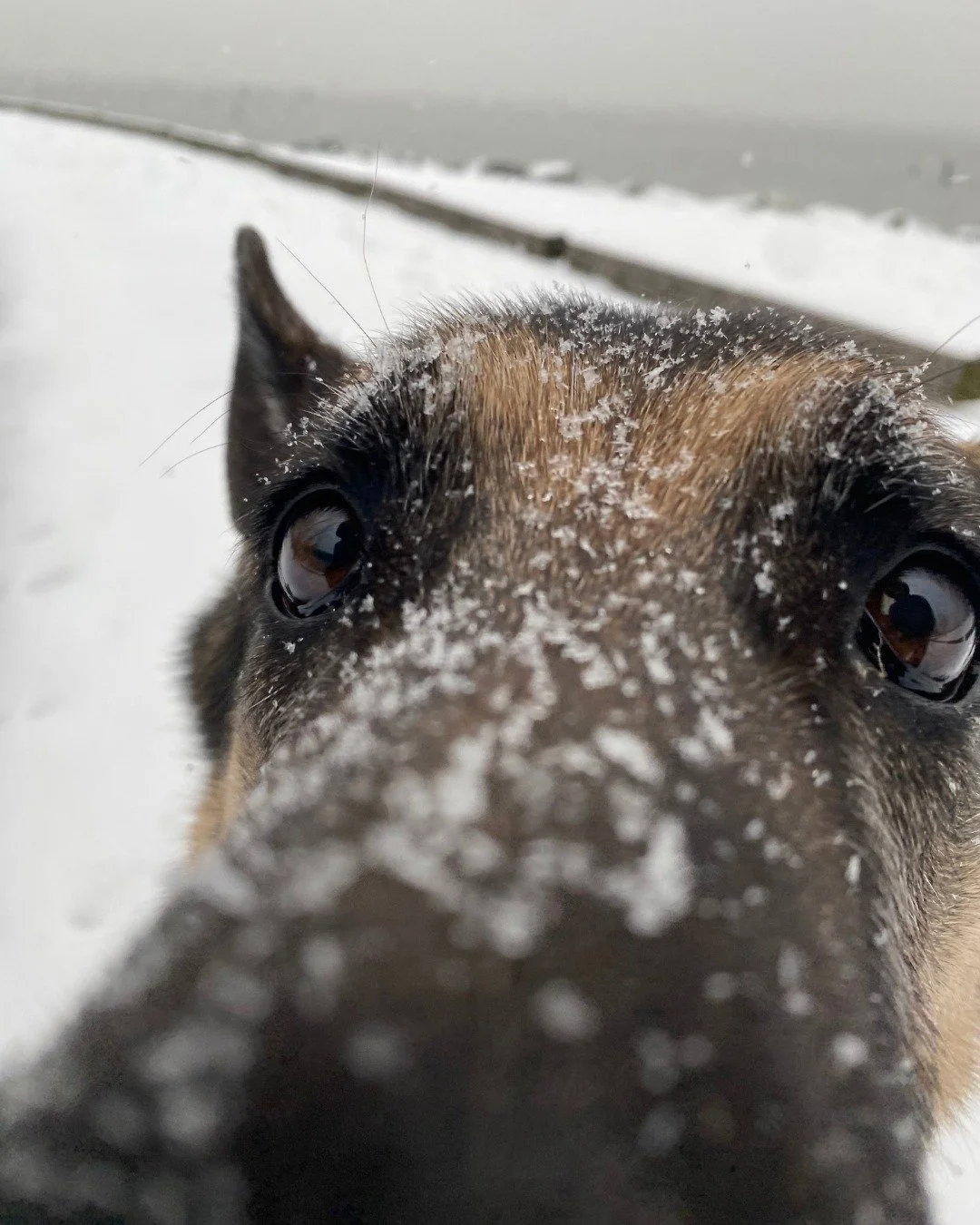 Snow day = best day when you&rsquo;ve got a crew to explore with ❄️🐾

While you&rsquo;re at work (or staying warm inside), your pup is out making friends, getting their energy out, and living their BEST life on our group walks 💨🦴

Cold noses, wagg