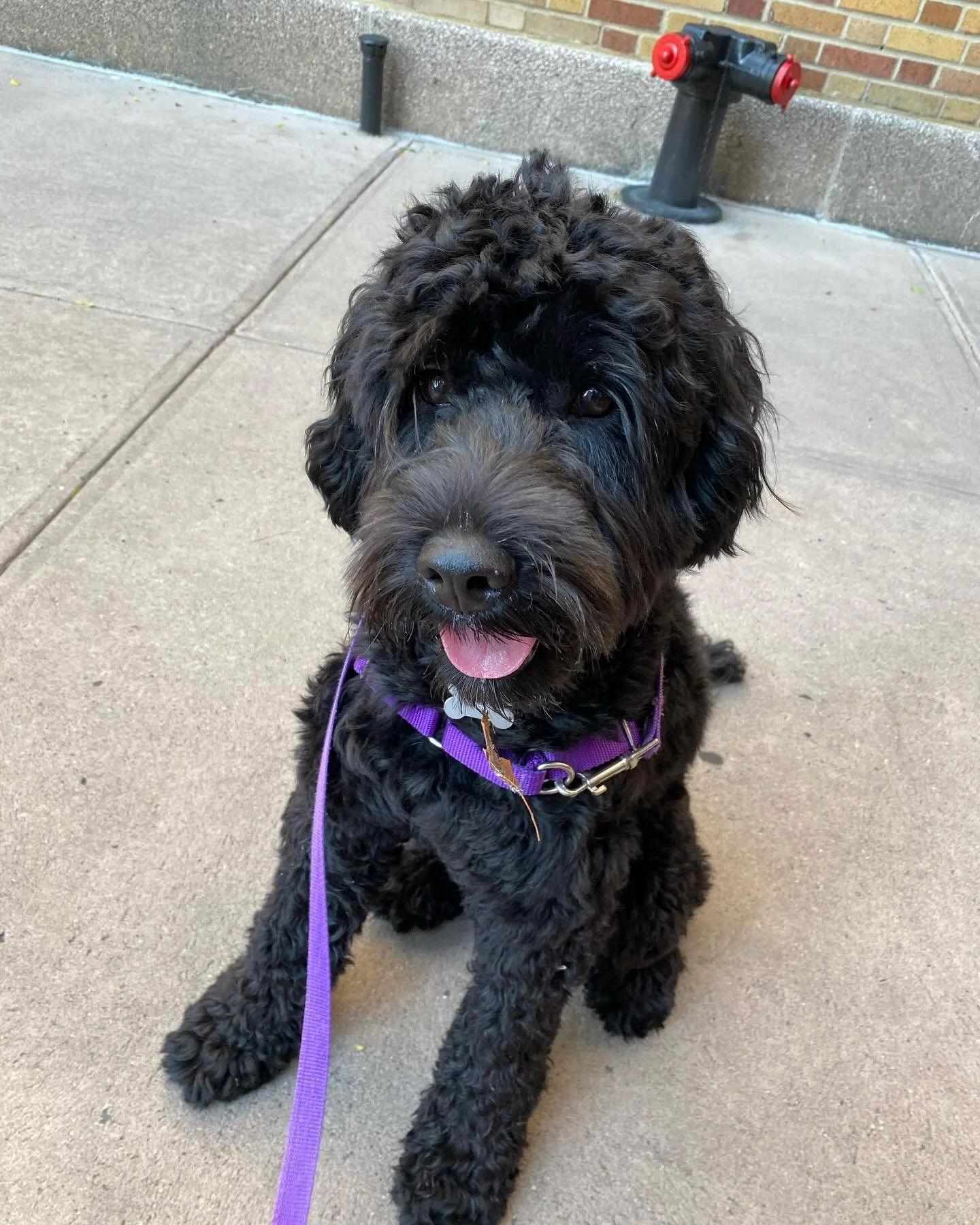 At Riverside Rovers, we treat your pups like family! 🐾 Whether it&rsquo;s a sunny stroll or a playful adventure, your dogs will love every step by the riverside with us. 🌿🐕 Let us give your furry friends the exercise and fun they deserve! 

#River