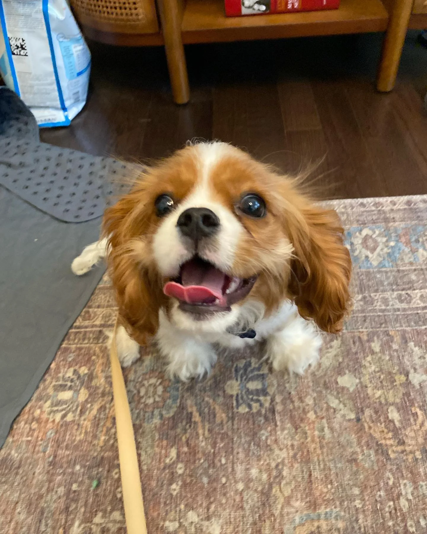 Meet the dog of the week, Franklin! #uws #dogs #puppy #dogwalk