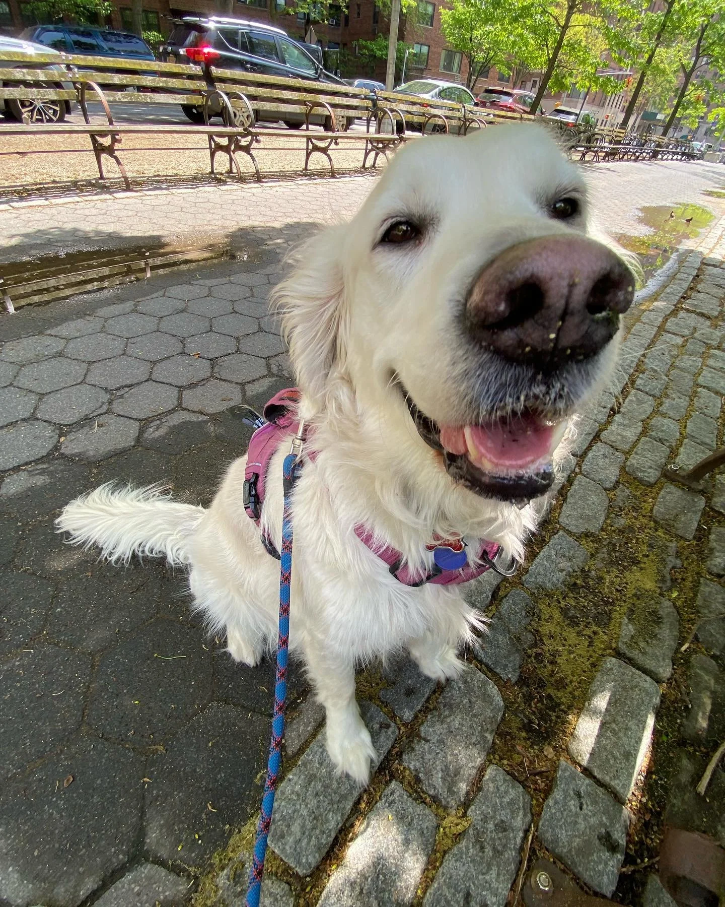 Dog of the week! Meet Luna the English Cream Golden Retriever. #goldenretriever #upperwestside #dogsnyc #dogwalking