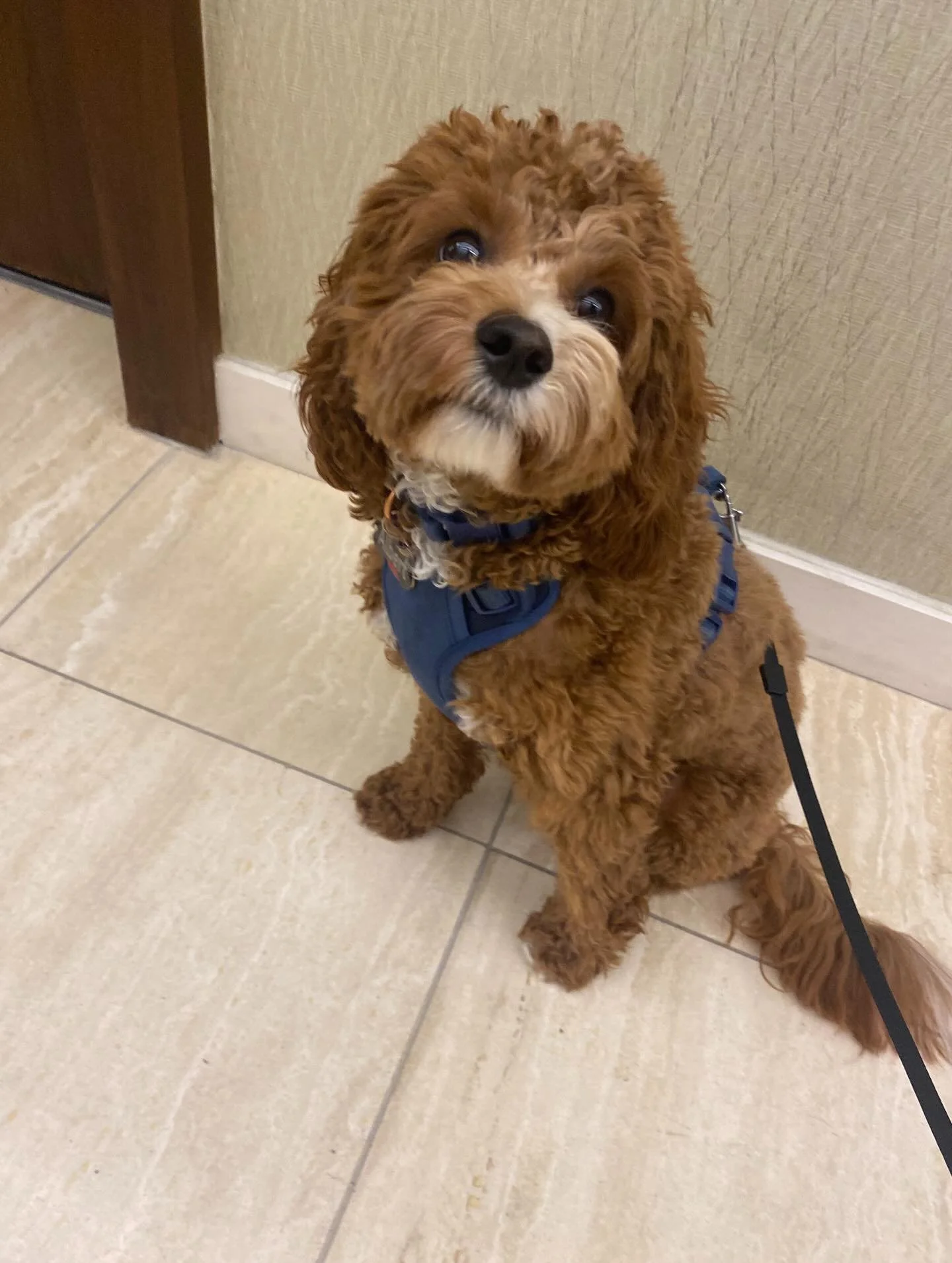 Rain or shine, the walks never stop in NYC. 

Some of our favorite pups geared up in their rain jackets and still loving every minute outside. A little weather doesn&rsquo;t slow down a good walk and it definitely doesn&rsquo;t stop a happy dog.

If 
