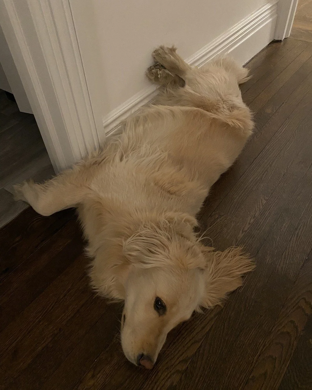 From hallway flops&hellip; to happy group walks

This is what a proper walk looks like.
Structured. Social. Energy out. Calm dogs at home.

Your pups deserve more than a quick potty break. They deserve exercise, stimulation, and consistency.

We spec