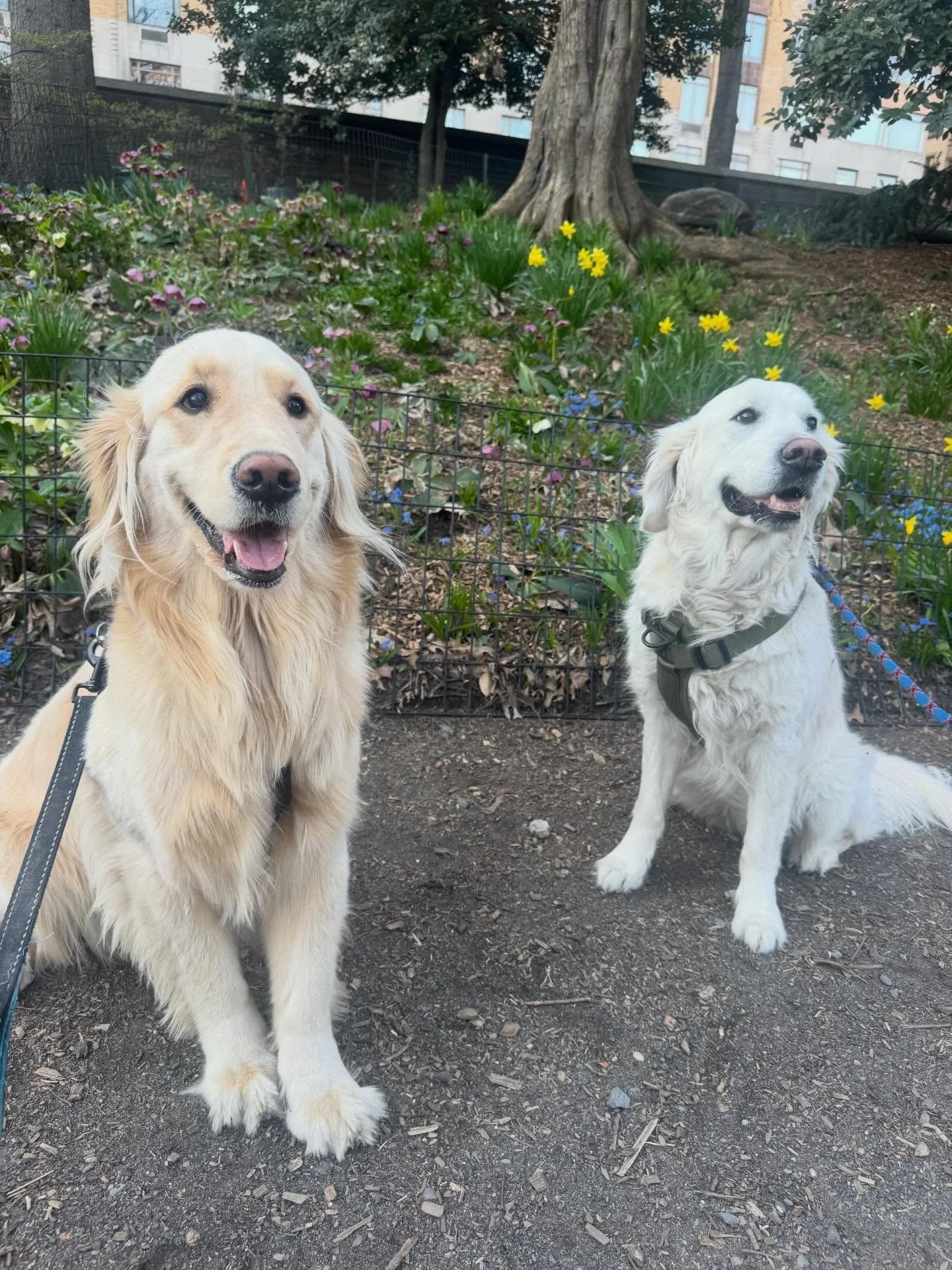 Upper West Side strolls with the best kind of coworkers 🐾

Reliable, experienced, and always on time&mdash;your neighborhood dog walkers keeping tails wagging from Riverside to Central Park.

Spots are filling up fast. Book your pup&rsquo;s next wal
