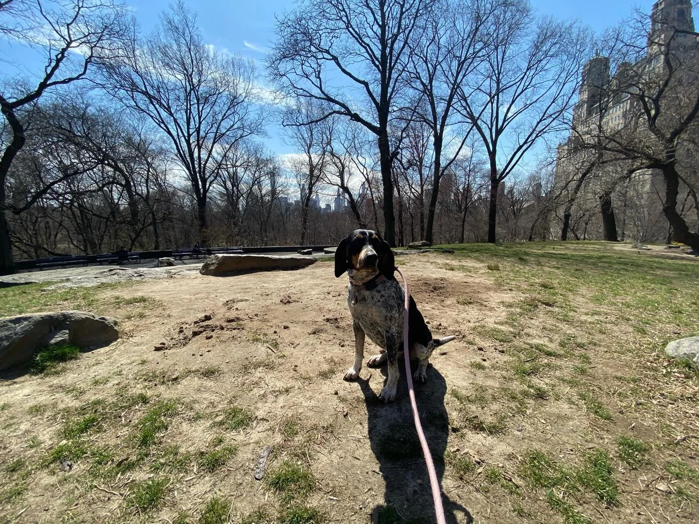 Busy on the UWS? We&rsquo;ve got your dog 🐾 Book now: RiversideRovers.com
Reliable, structured walks that leave your dog tired, happy, and stress-free.&rdquo;

#UpperWestSide #UWSDogs #NYCDogs #DogWalkingNYC #dogwalkernyc