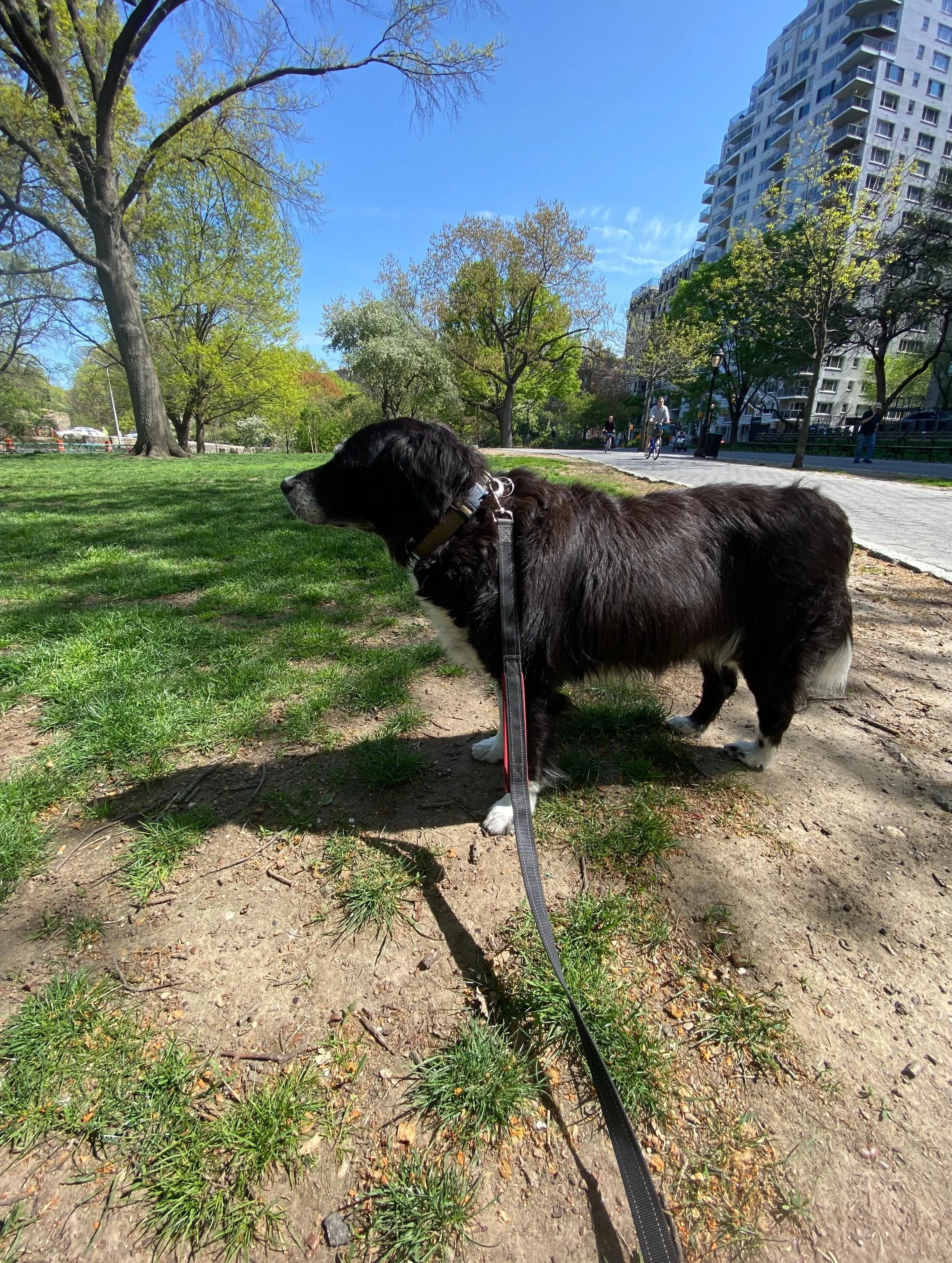 Give your dog something to look forward to every day 🐾 Professional walks and reliable care on the UWS. Book today at RiversideRovers.com
A happier pup starts with the right routine.

#UpperWestSide #UWSDogs #NYCDogs #DogWalkingNYC #DogWalkerNYC