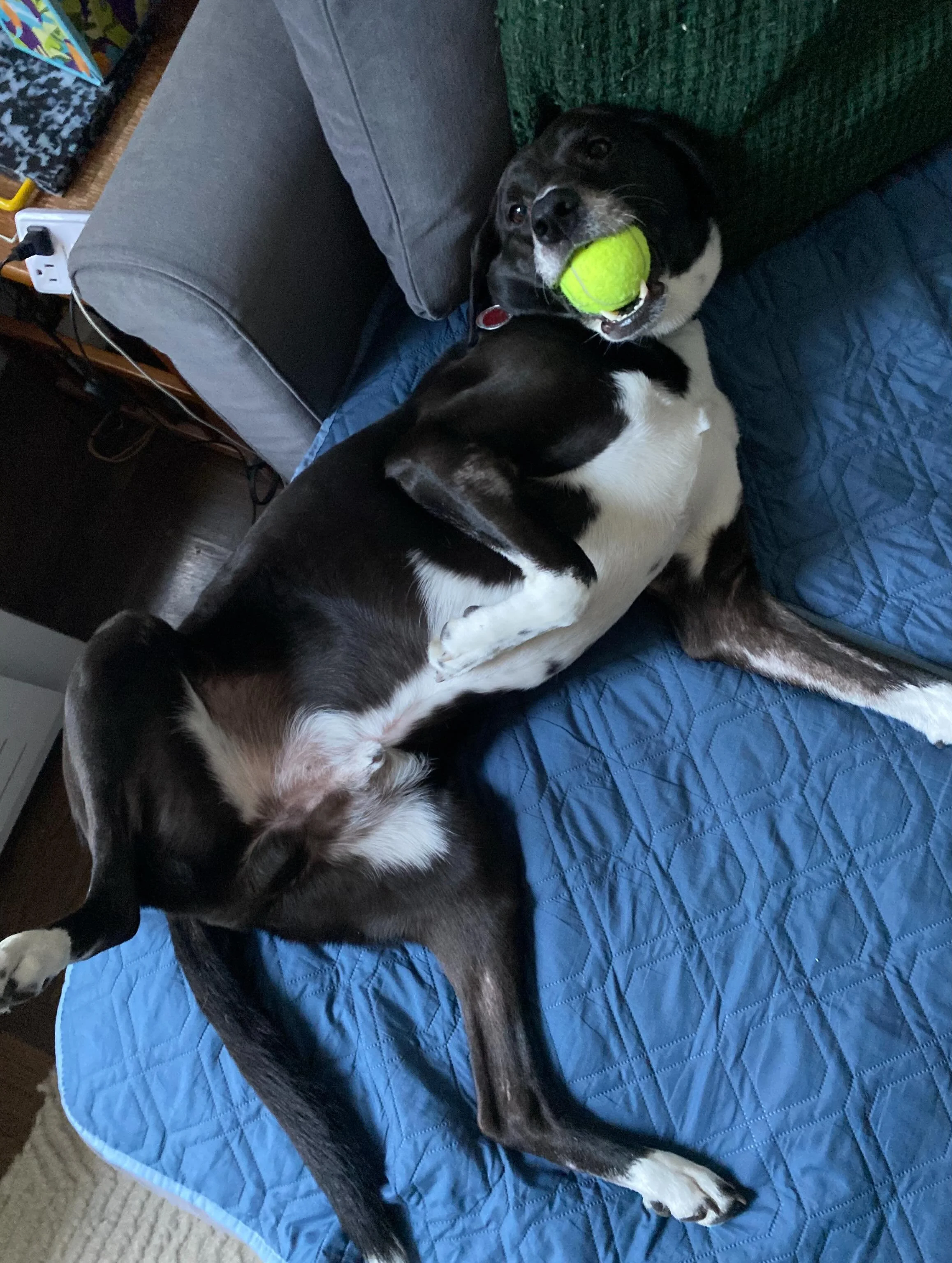 Memorial Day plans coming up? Don&rsquo;t forget to book your pet&rsquo;s staycation 🐾🇺🇸 Spots for boarding &amp; sitting are filling fast! Reserve now so your furry friend is cared for while you enjoy the long weekend!  # DM or visit us at rivers