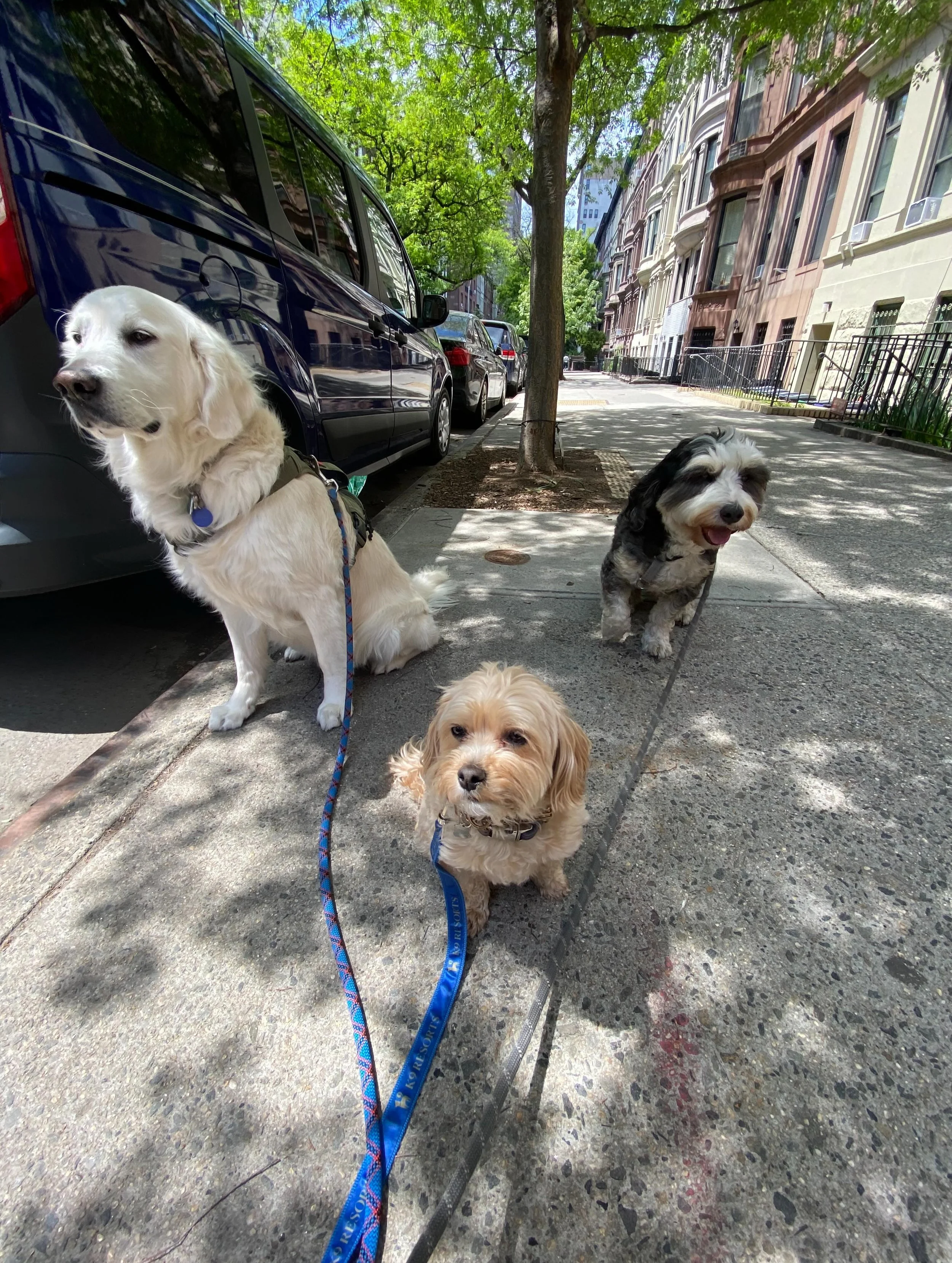 Your dog&rsquo;s summer deserves more than a quick walk around the block ☀️🐾
Whether you need daily walks, weekend sitting, or overnight boarding, Riverside Rovers￼ makes it easy to keep your pup happy, exercised, and cared for while you enjoy the c