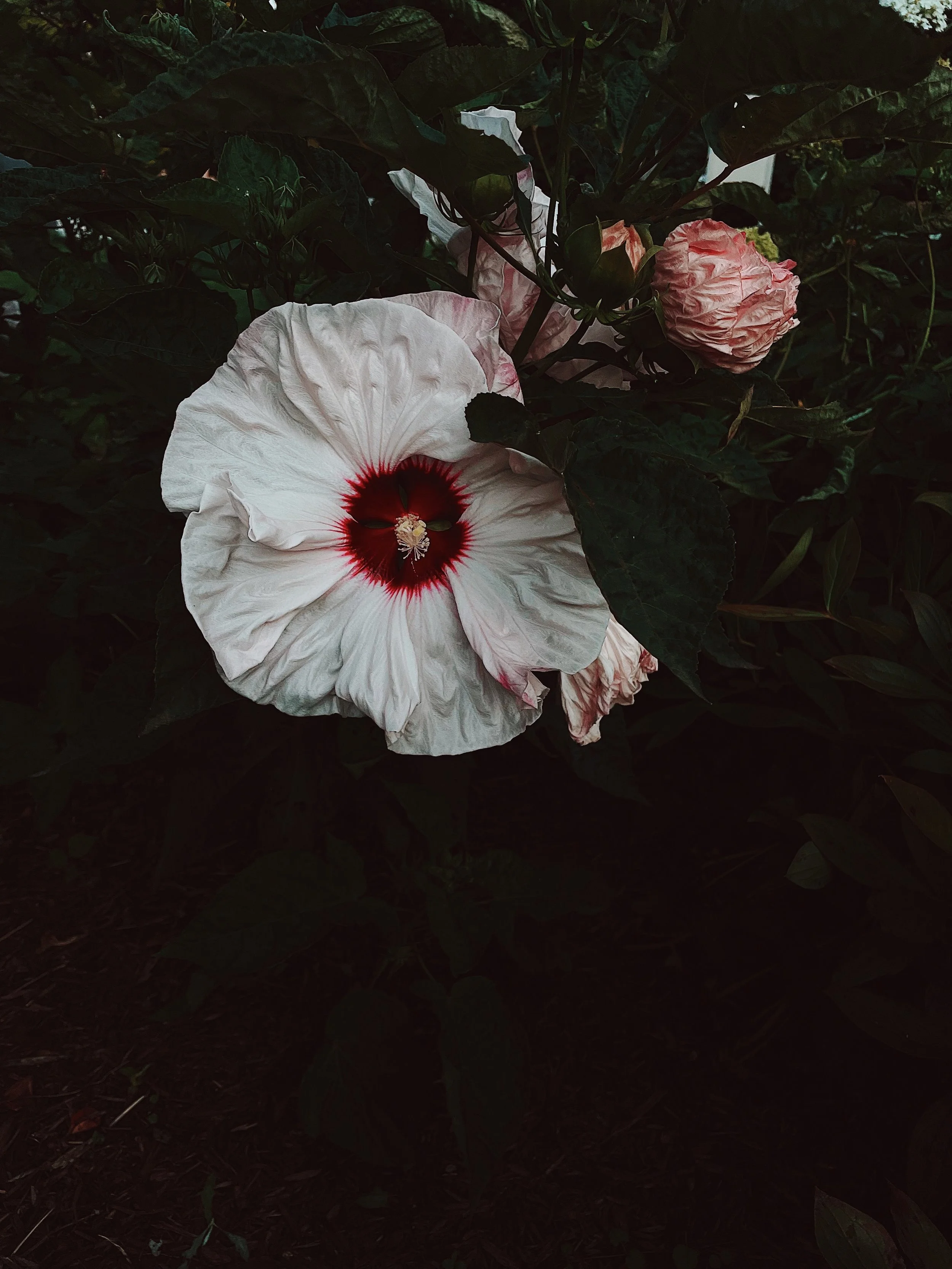 FullSizeRender_VSCO (1).jpeg