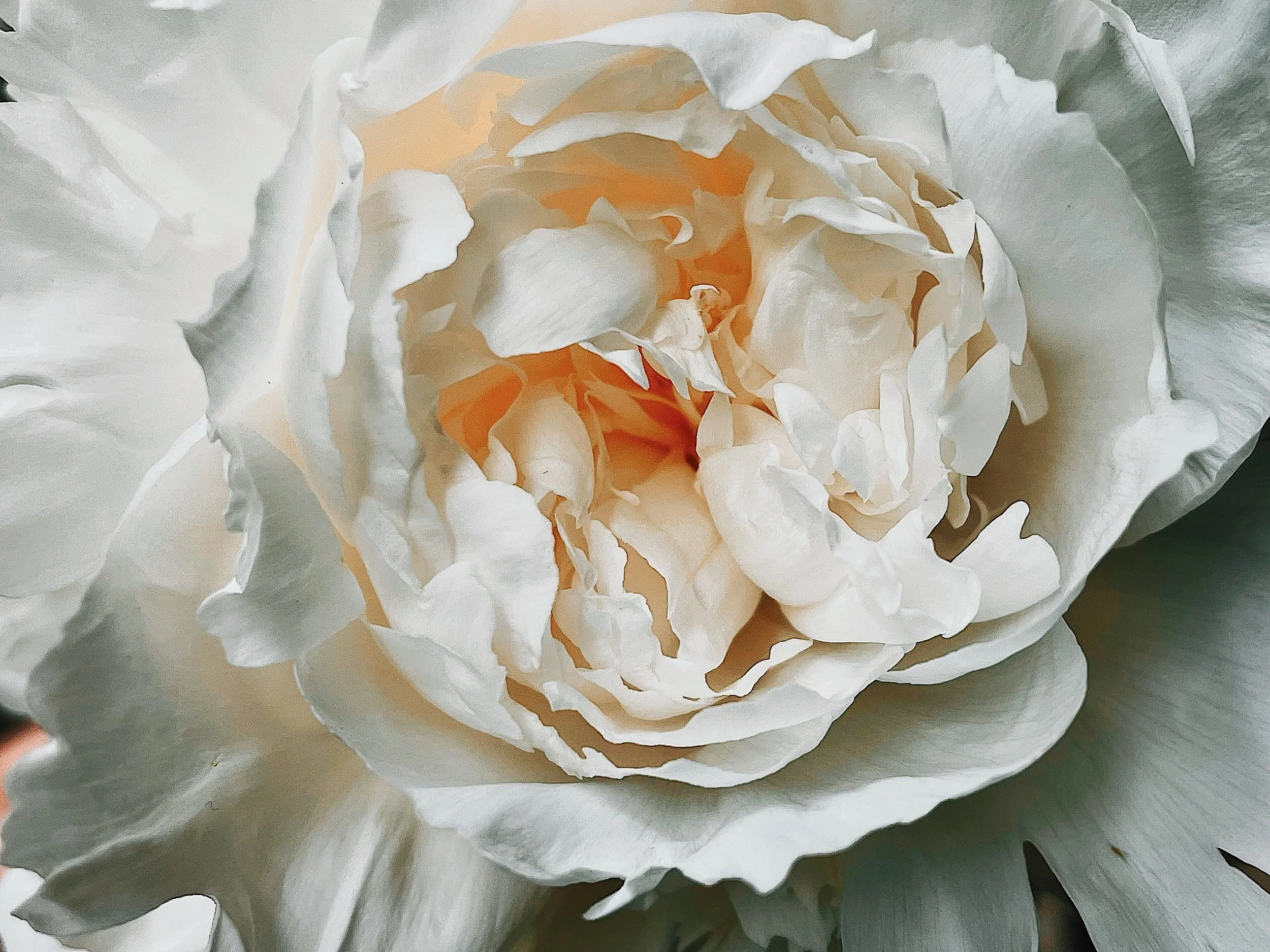 FullSizeRender_VSCO (3).jpeg