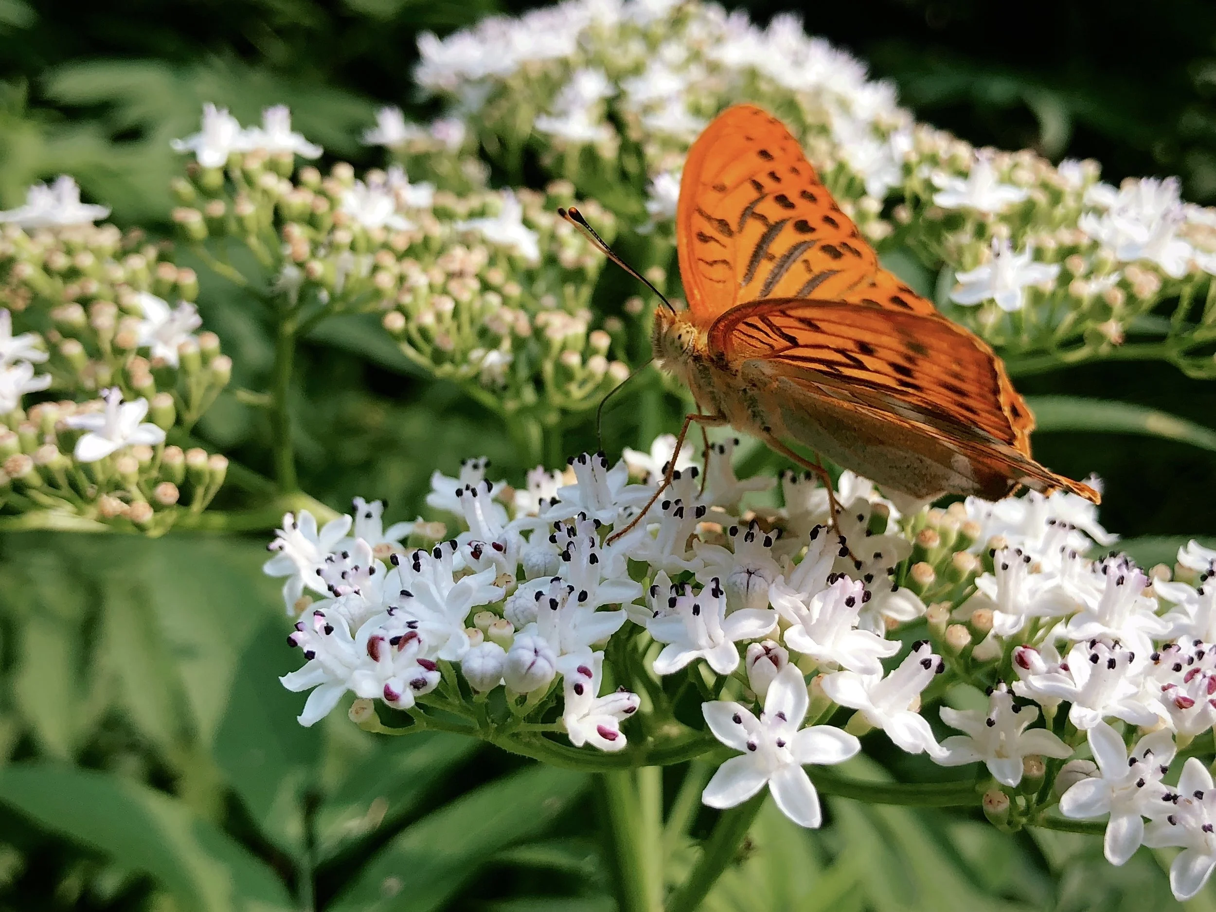 FullSizeRender_VSCO (2).jpeg