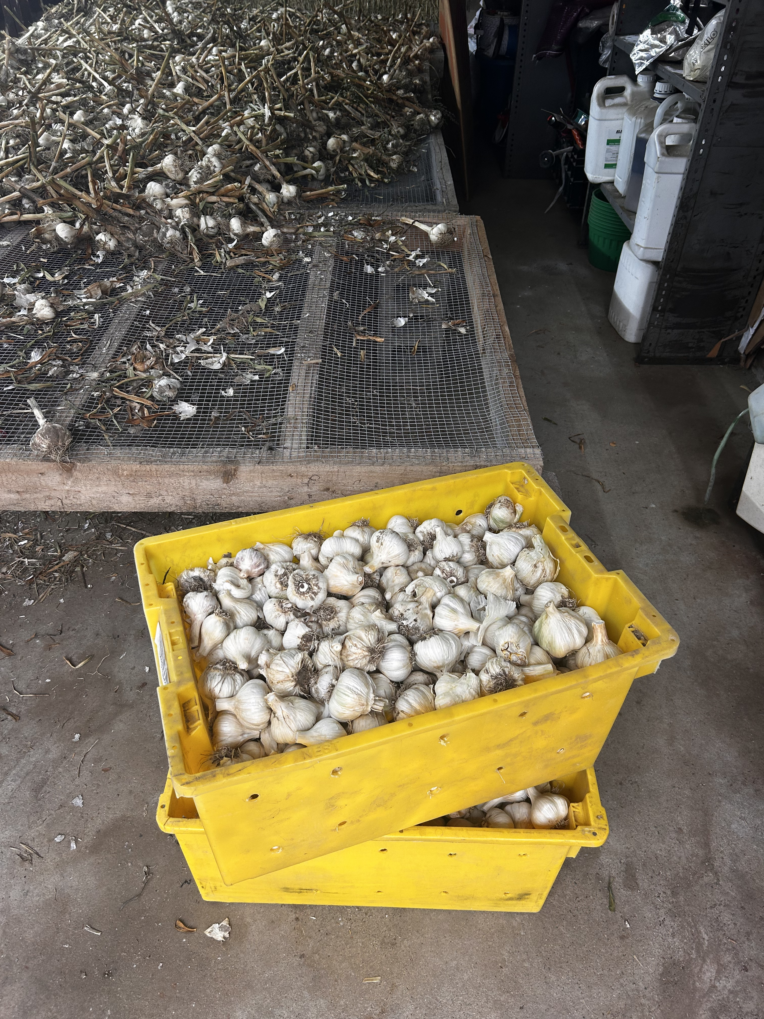 garlic in crate